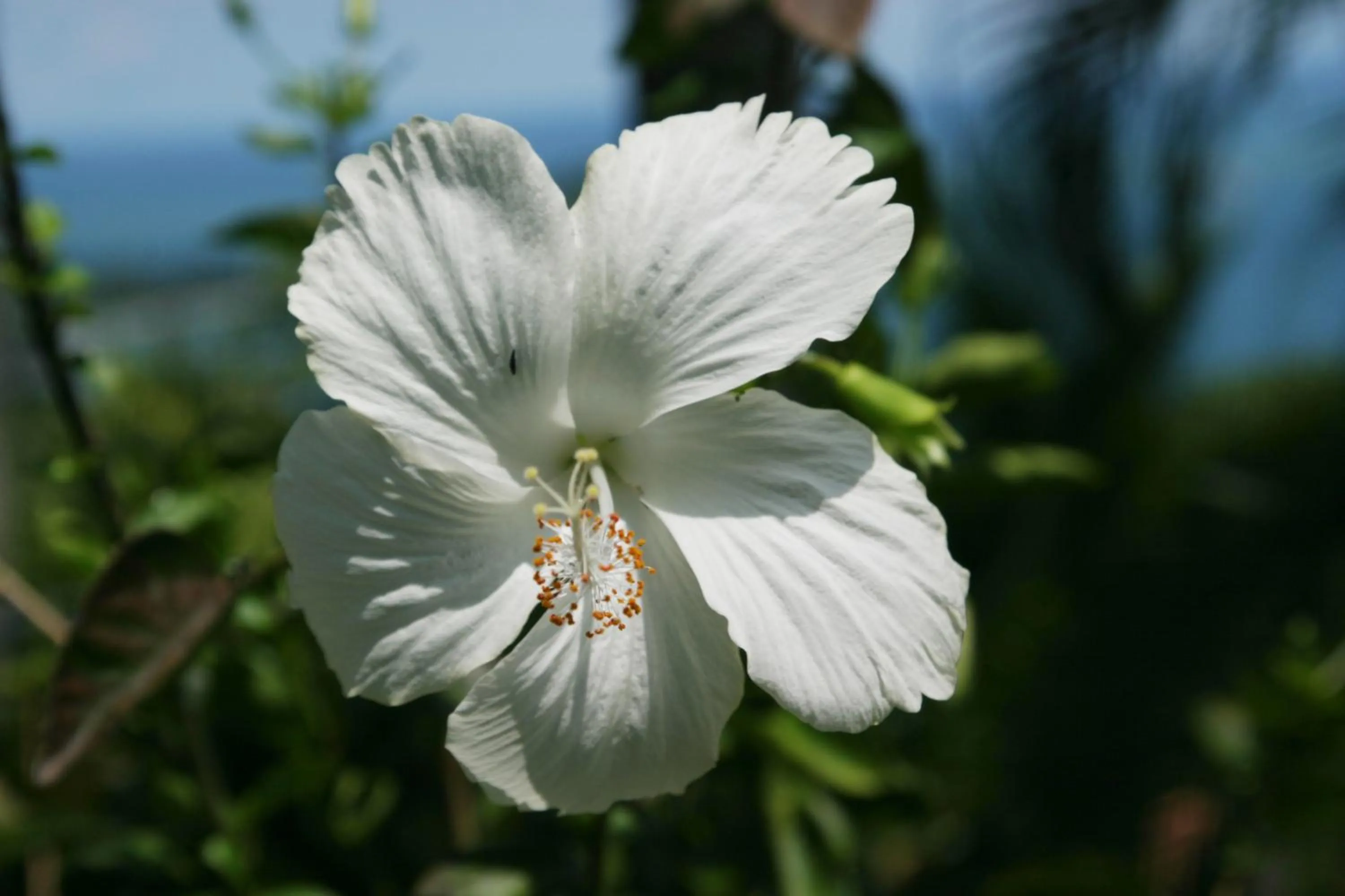 Garden in Hotel La Mariposa