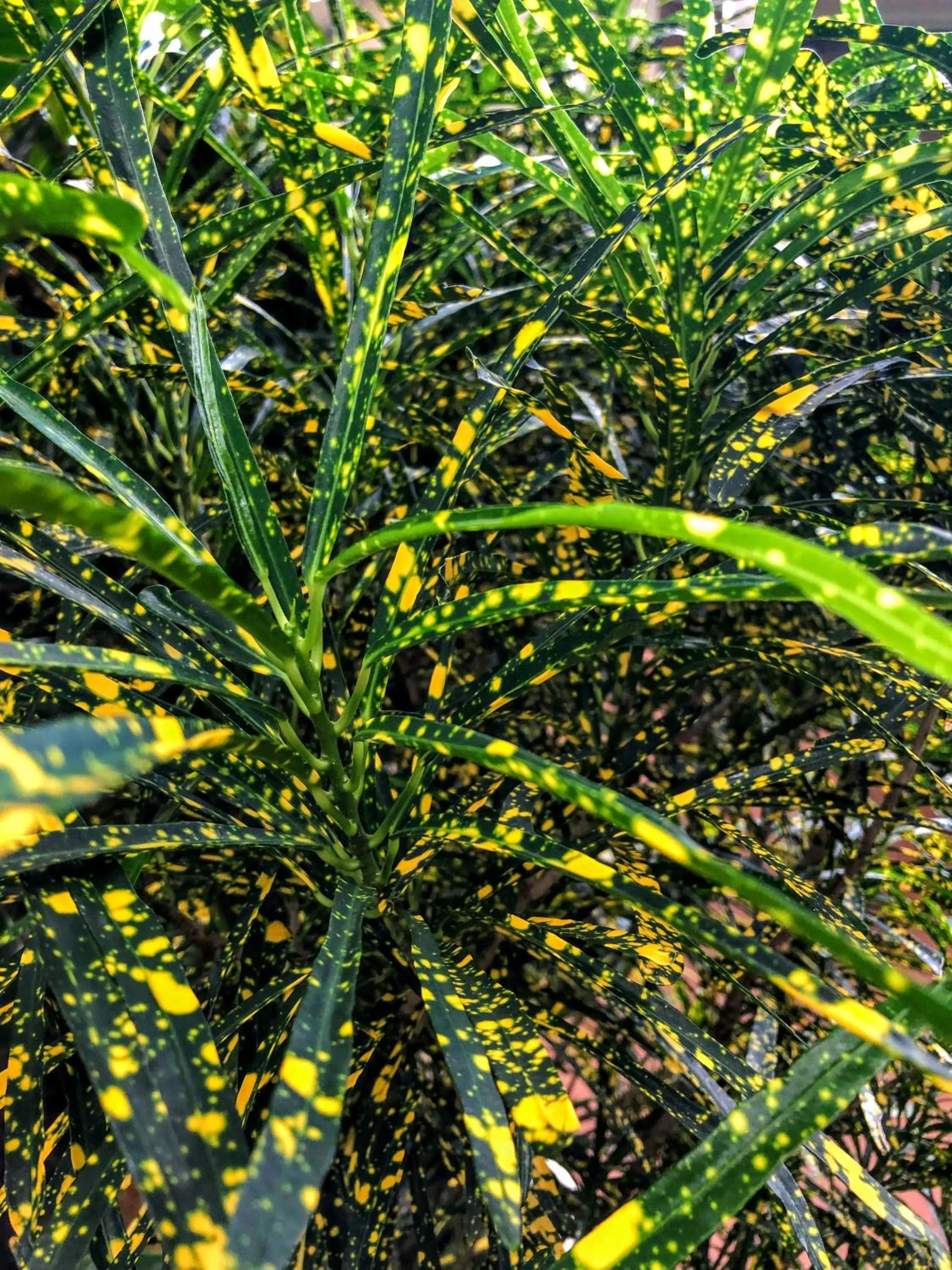 Garden in Hotel La Mariposa