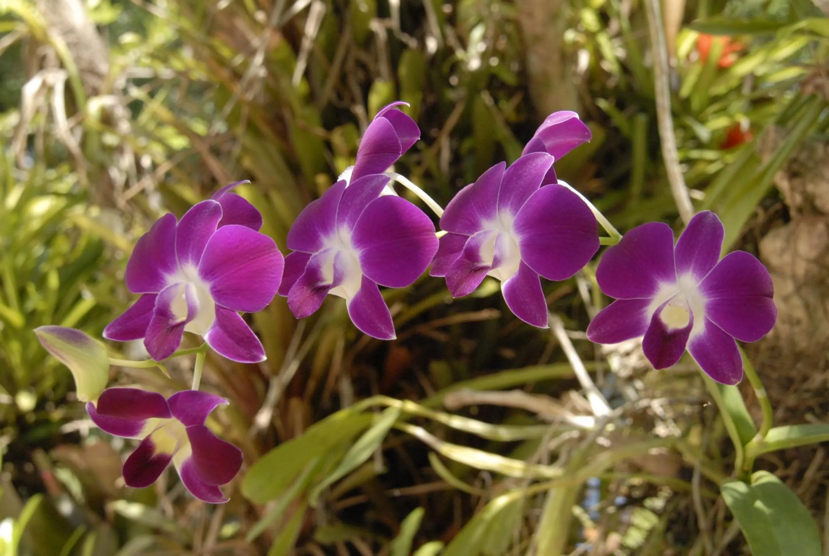 Garden in Hotel La Mariposa