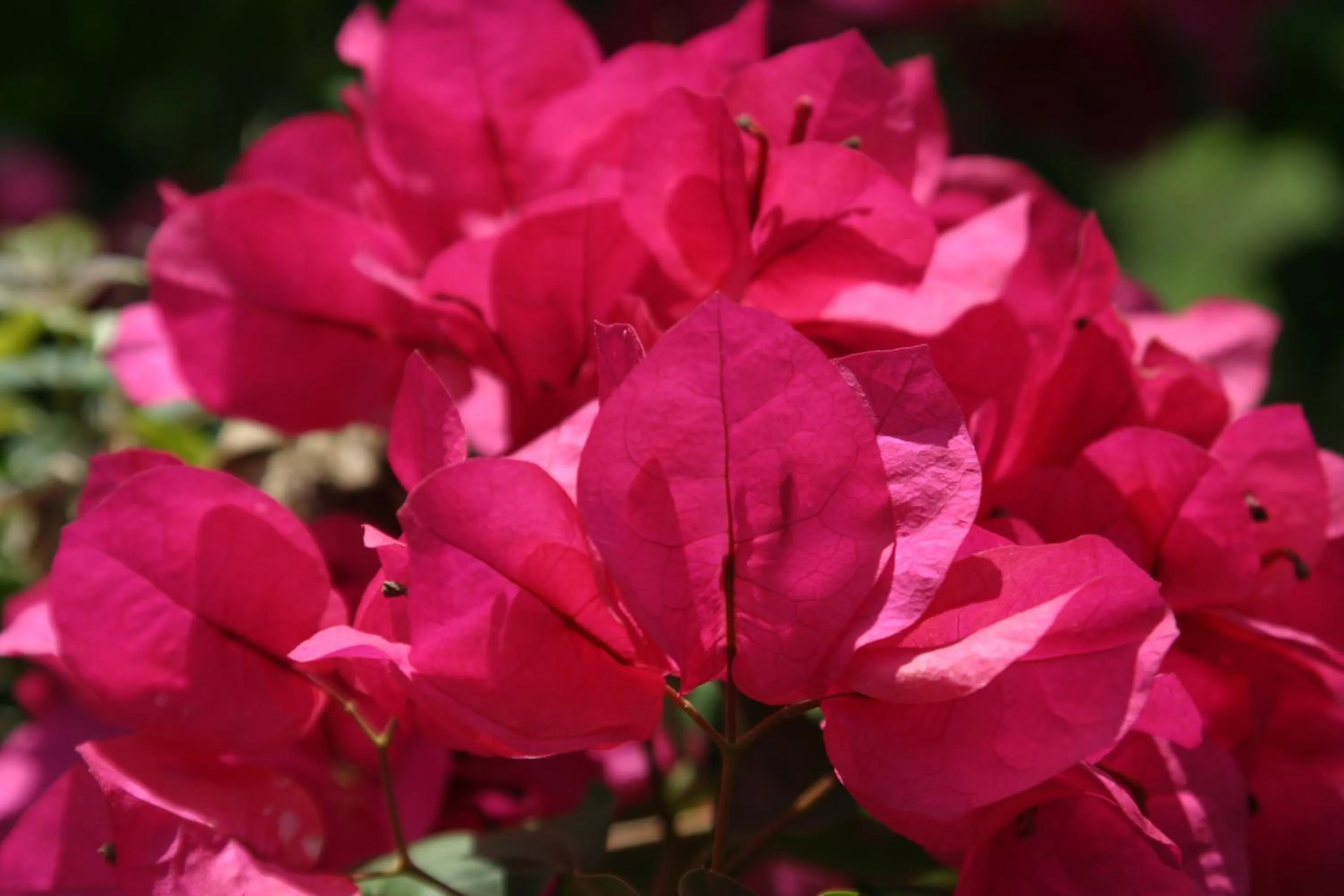 Garden in Hotel La Mariposa