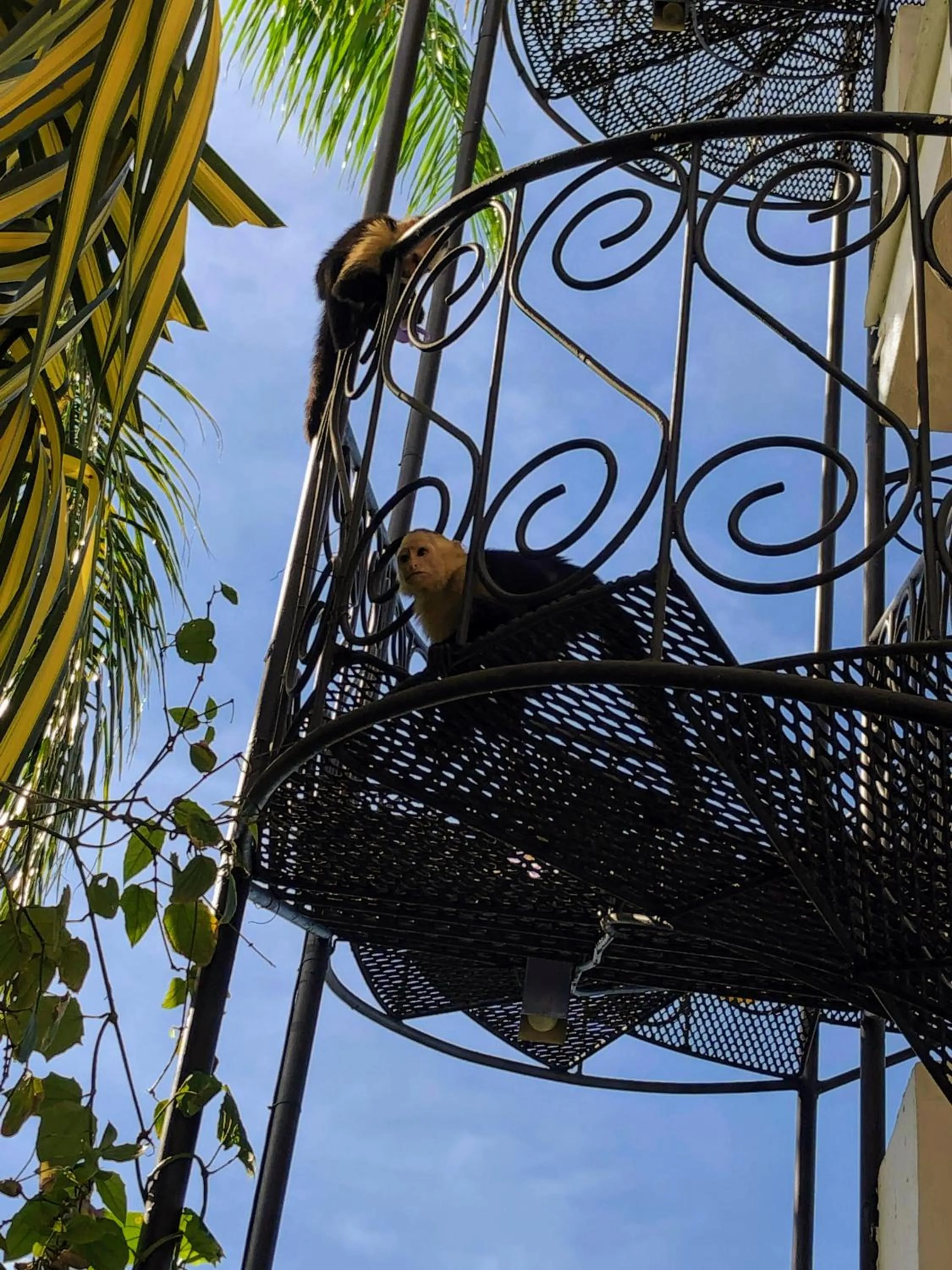 Garden in Hotel La Mariposa