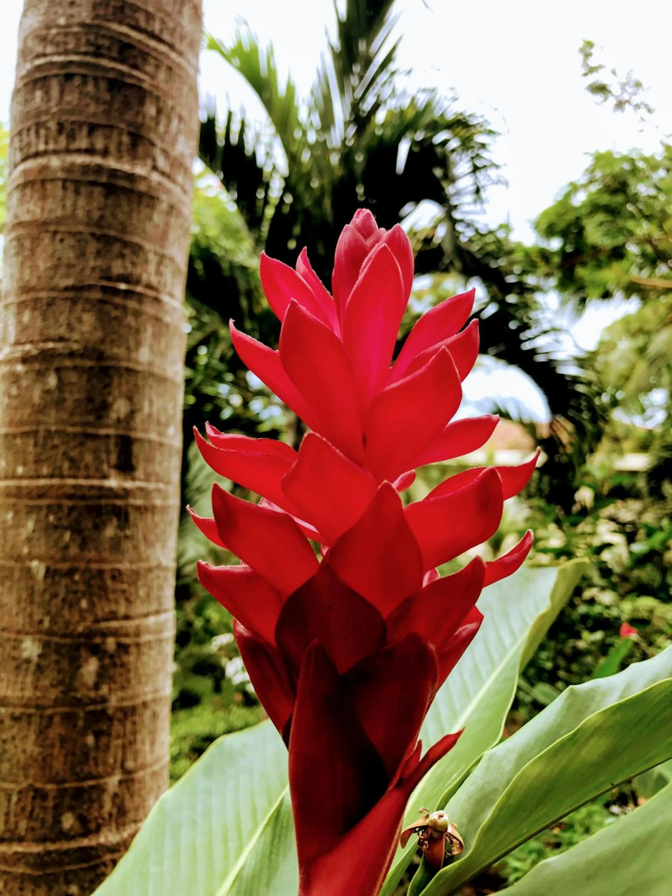 Garden in Hotel La Mariposa