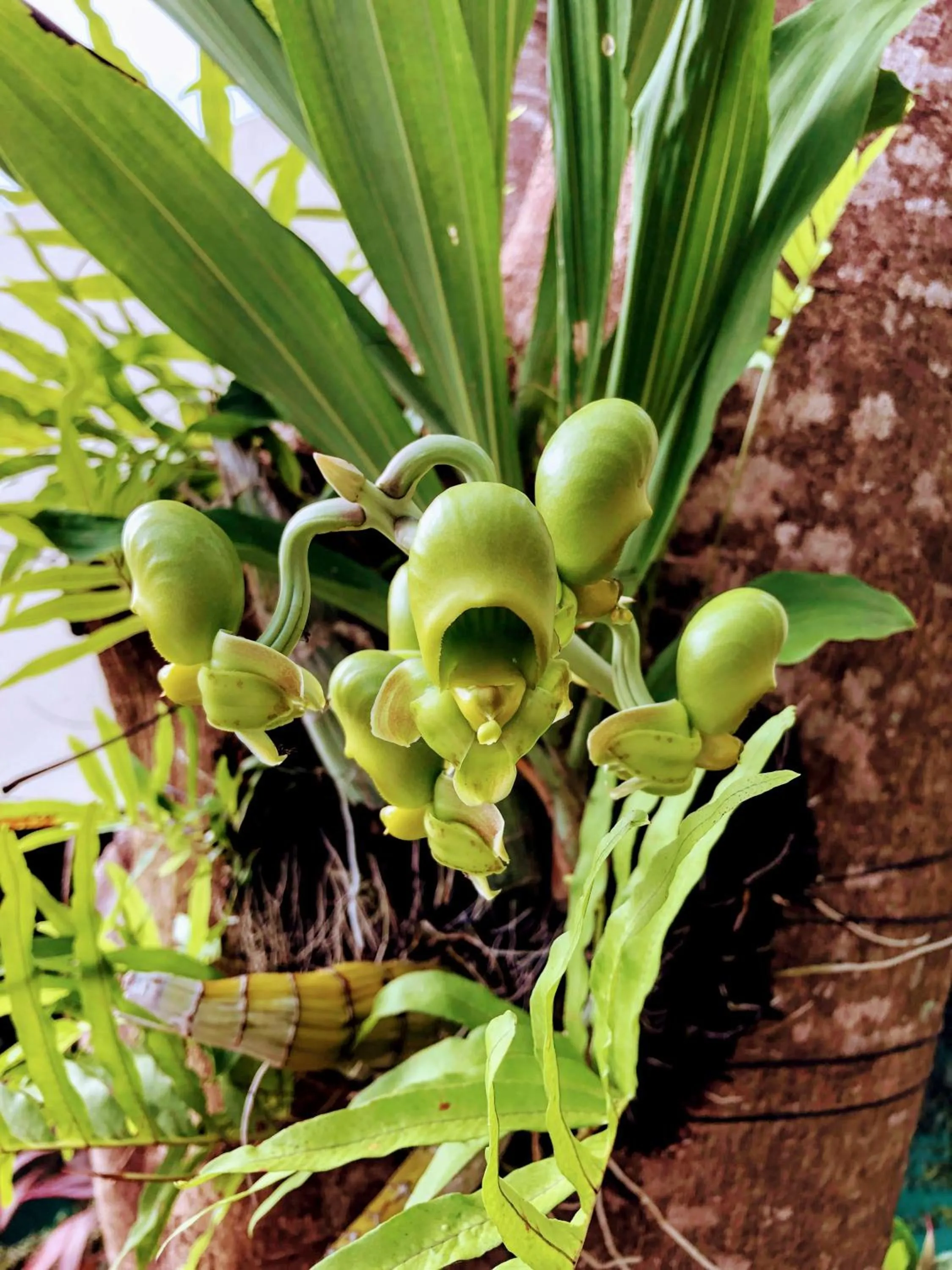Garden in Hotel La Mariposa