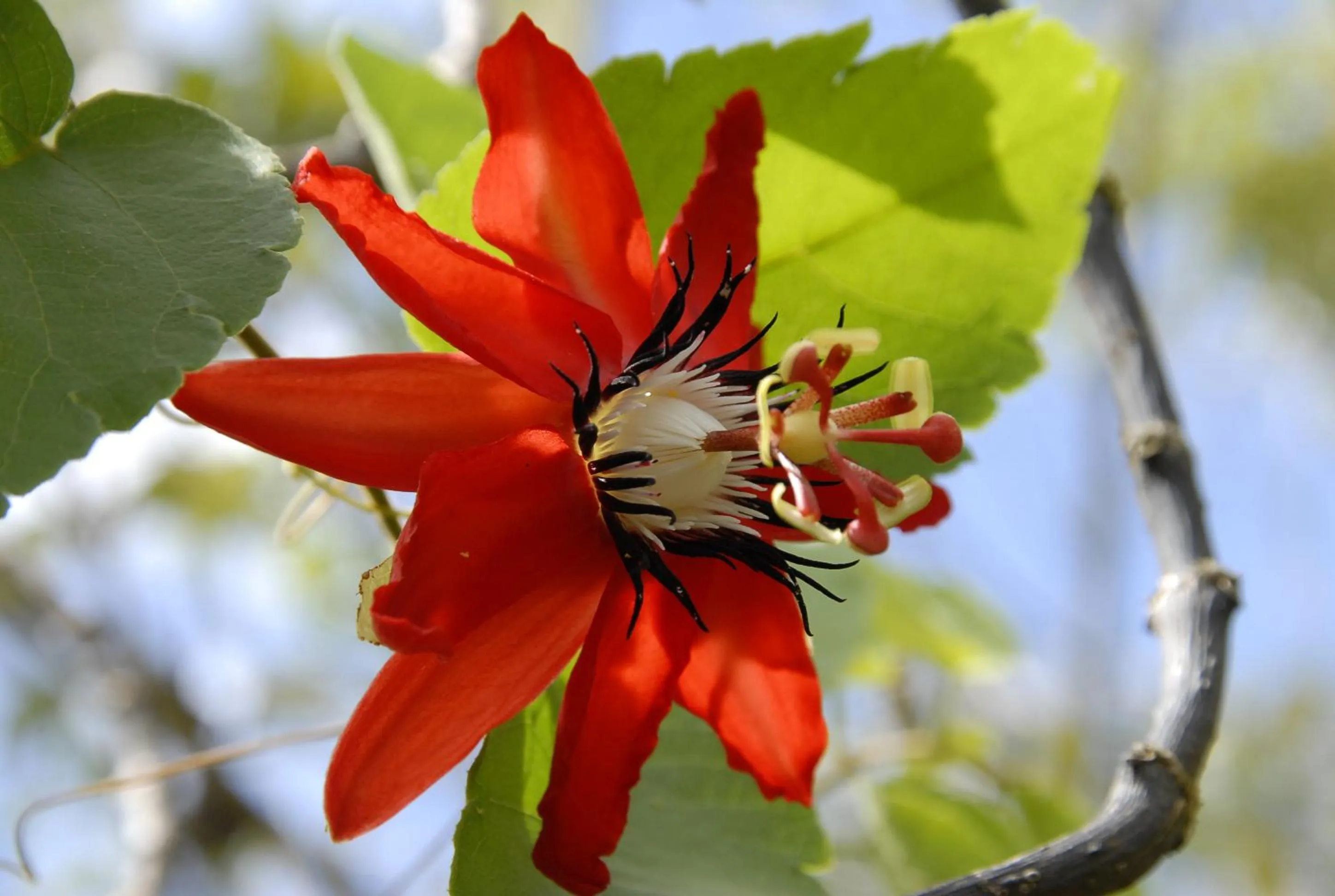 Garden in Hotel La Mariposa