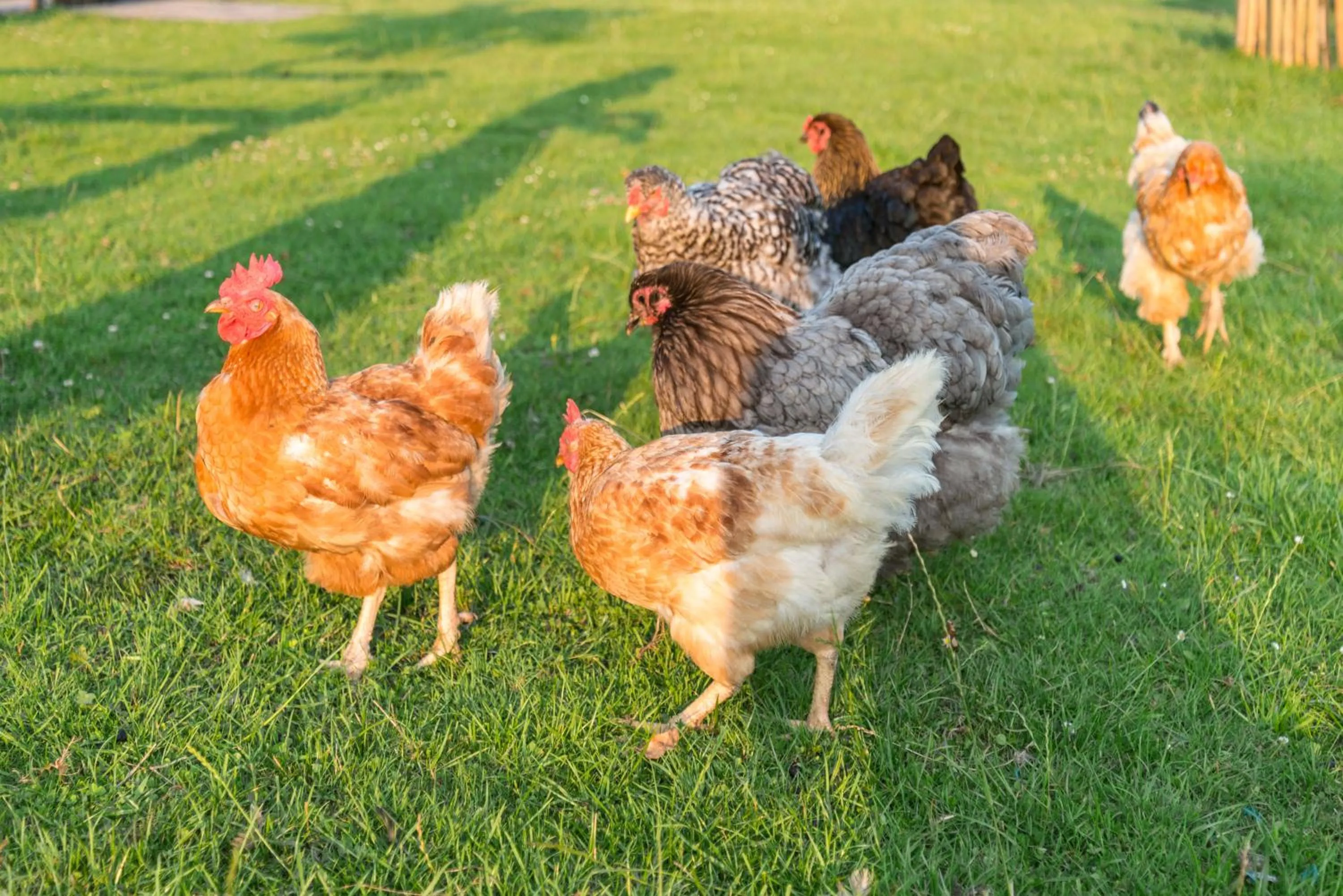 Animals in Bed en Breakfast Puur8a