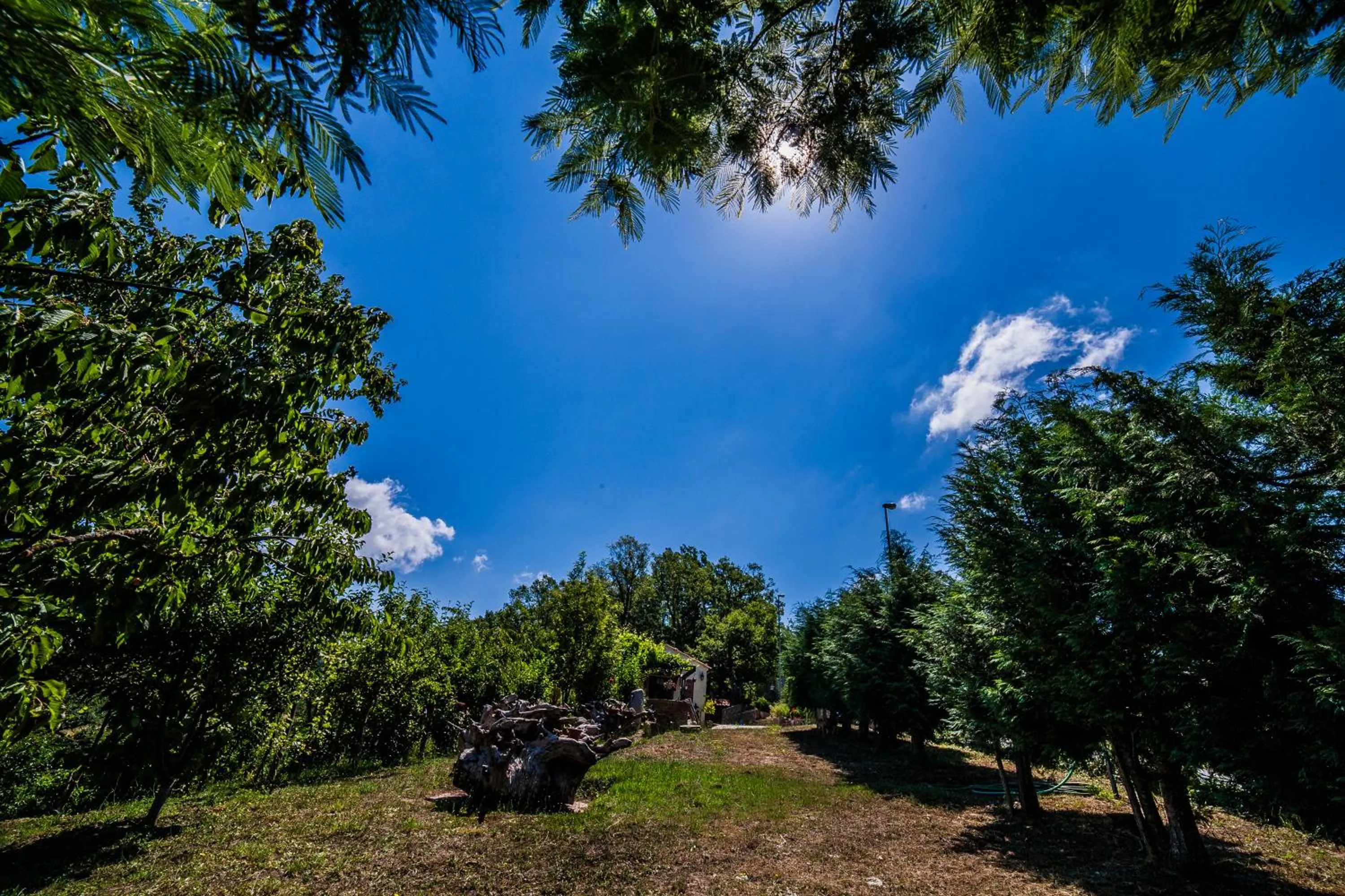 Garden in Casa sull'albero Bocchineri