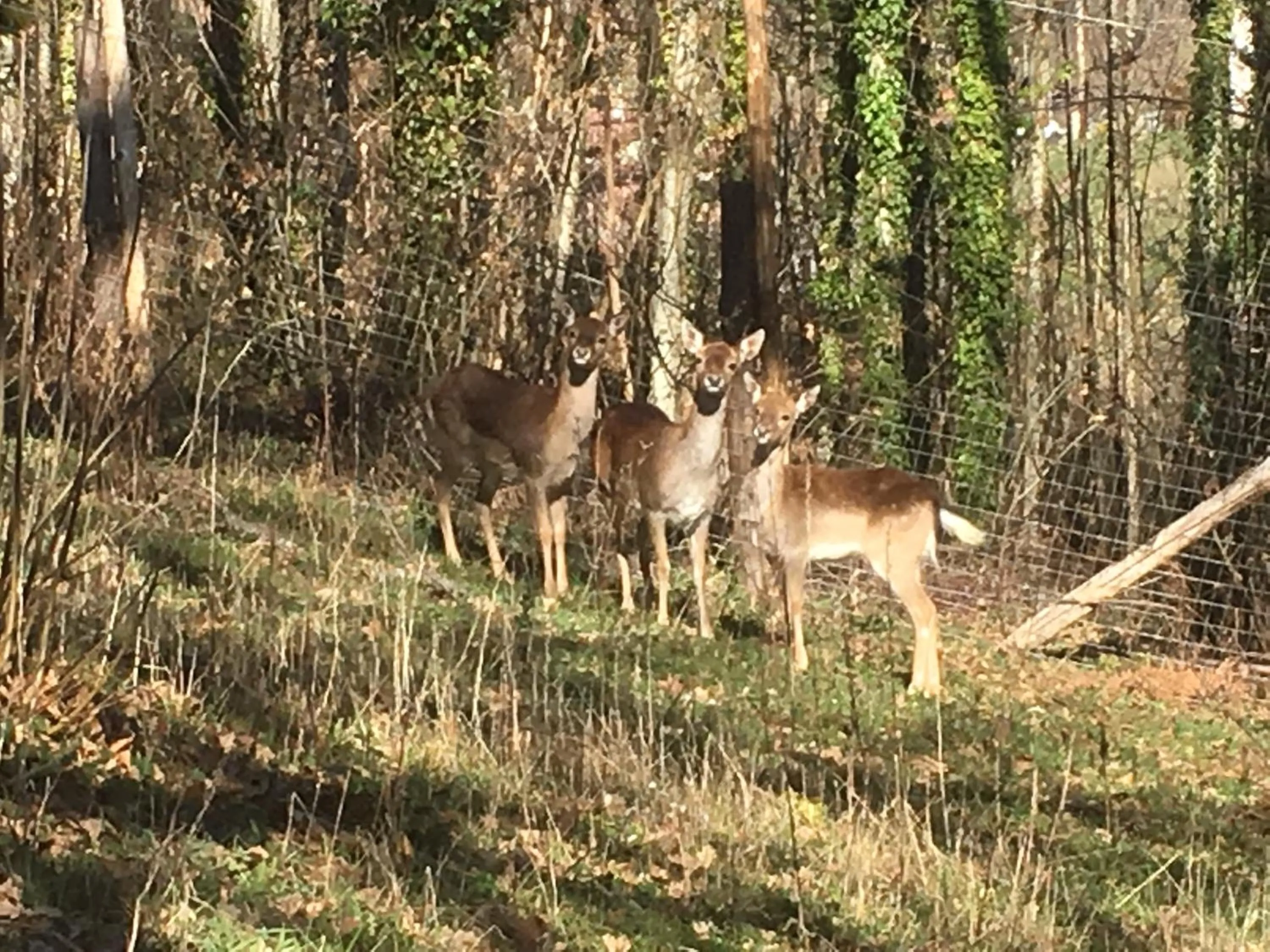 Animals in Casa sull'albero Bocchineri