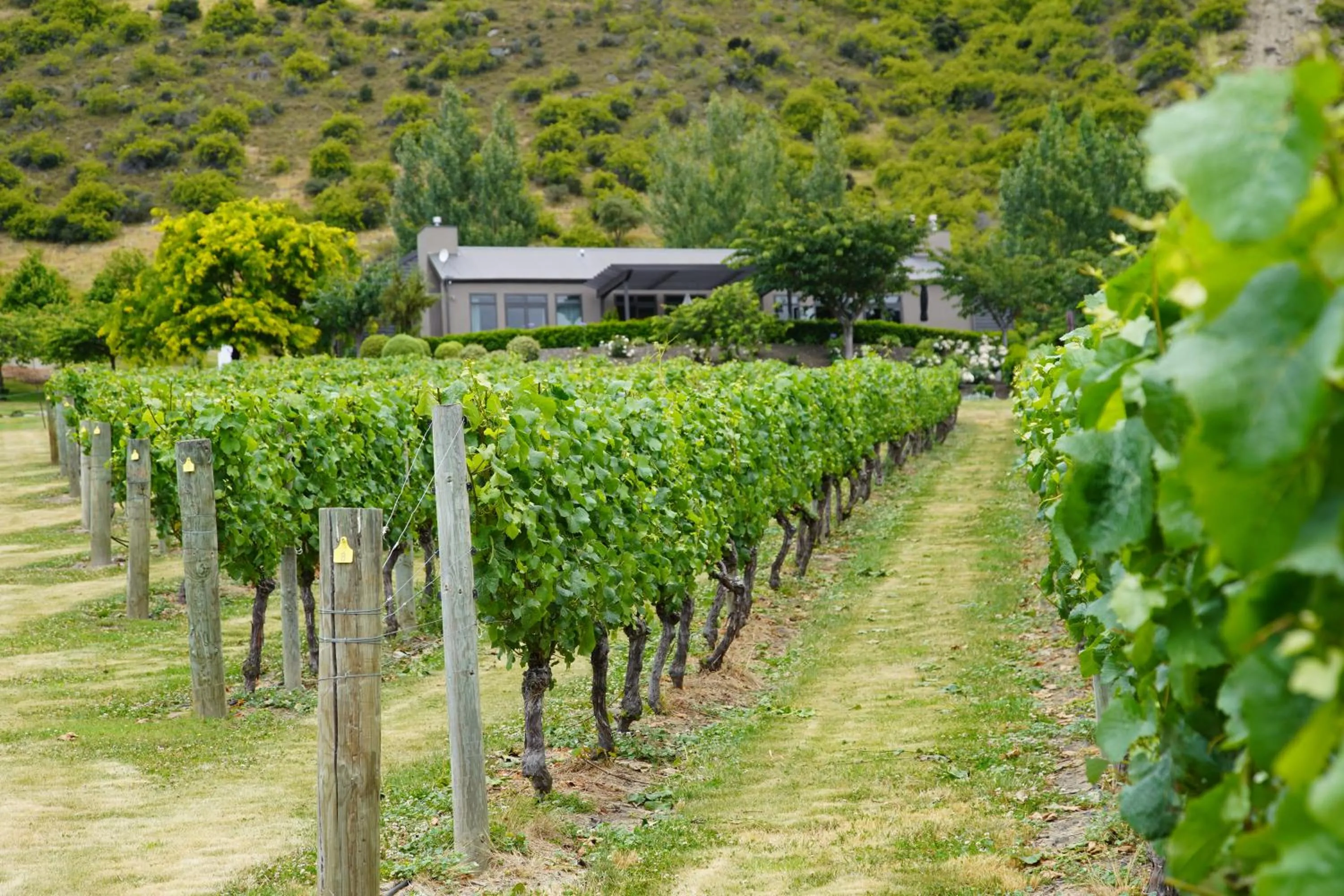Garden in Mt Rosa Lodge Boutique Vineyard Accommodation