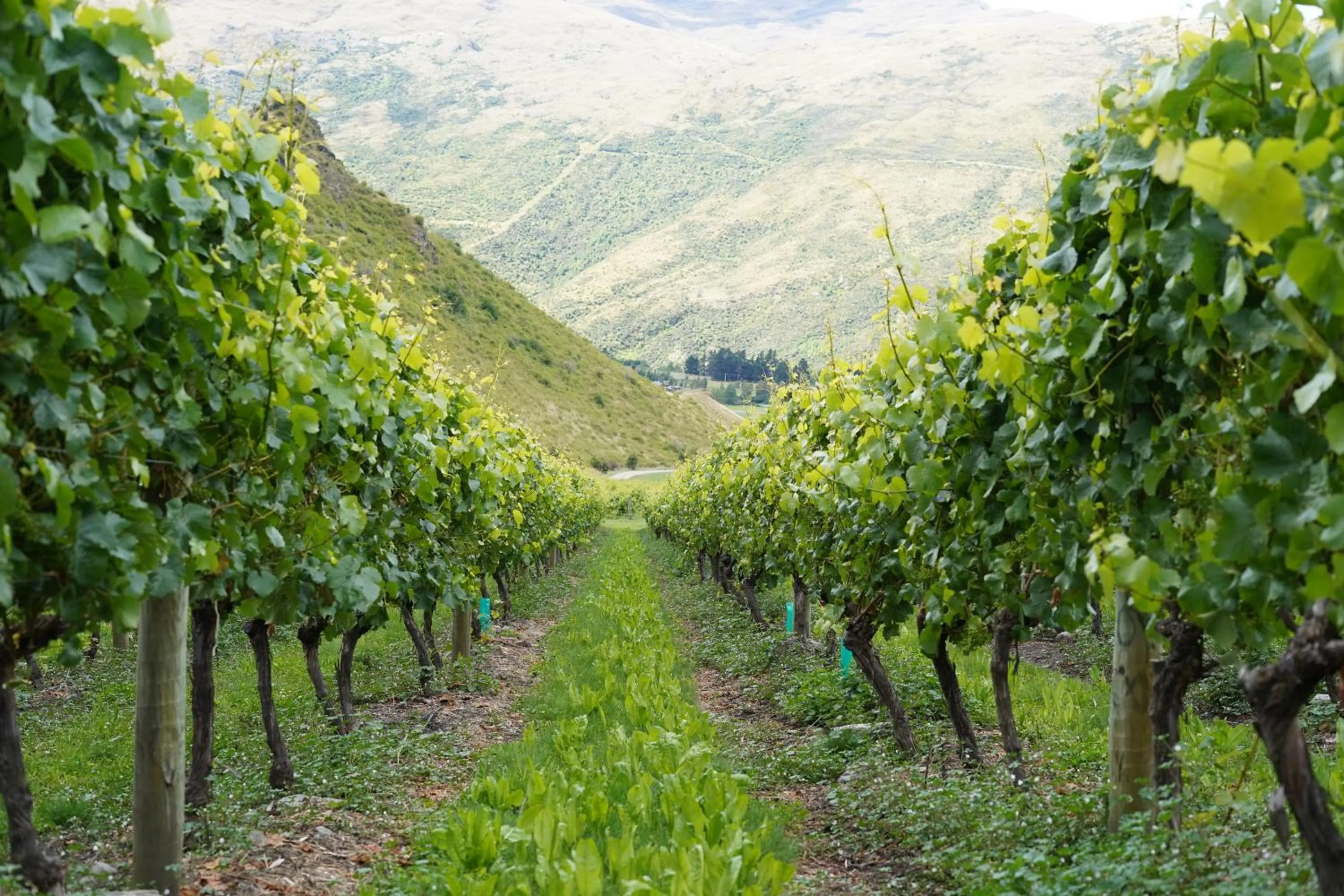 Natural landscape in Mt Rosa Lodge Boutique Vineyard Accommodation