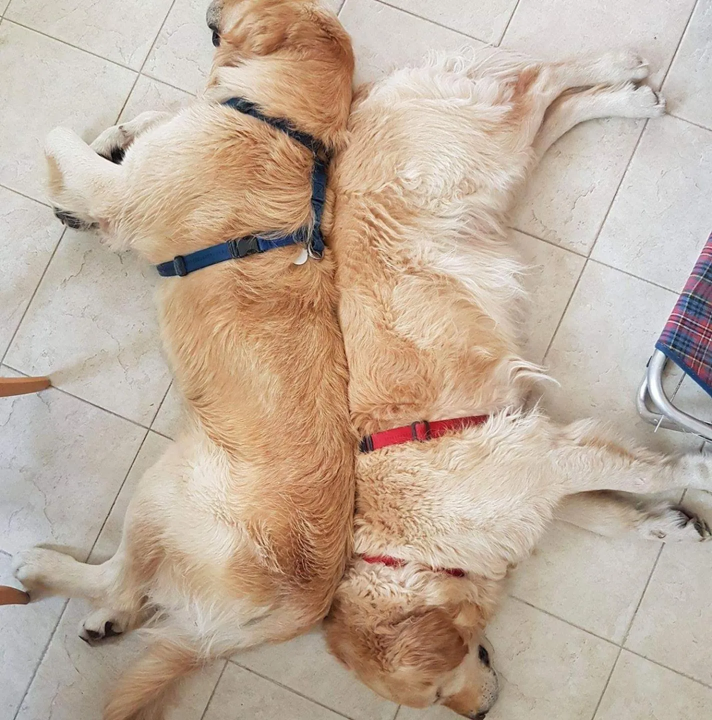 Pets in Gasthof Salurn