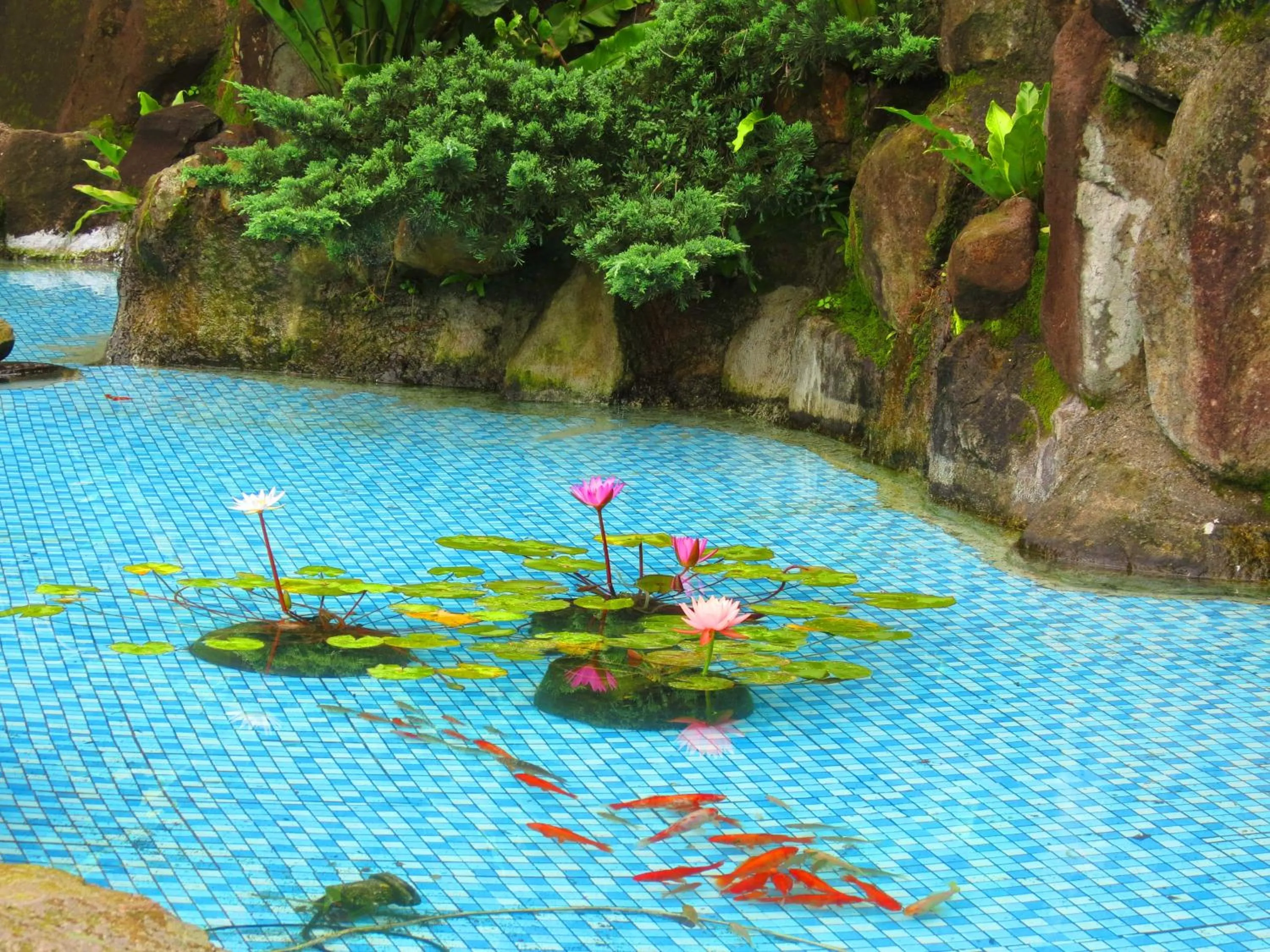 Garden in Formosa Arcadian Villa