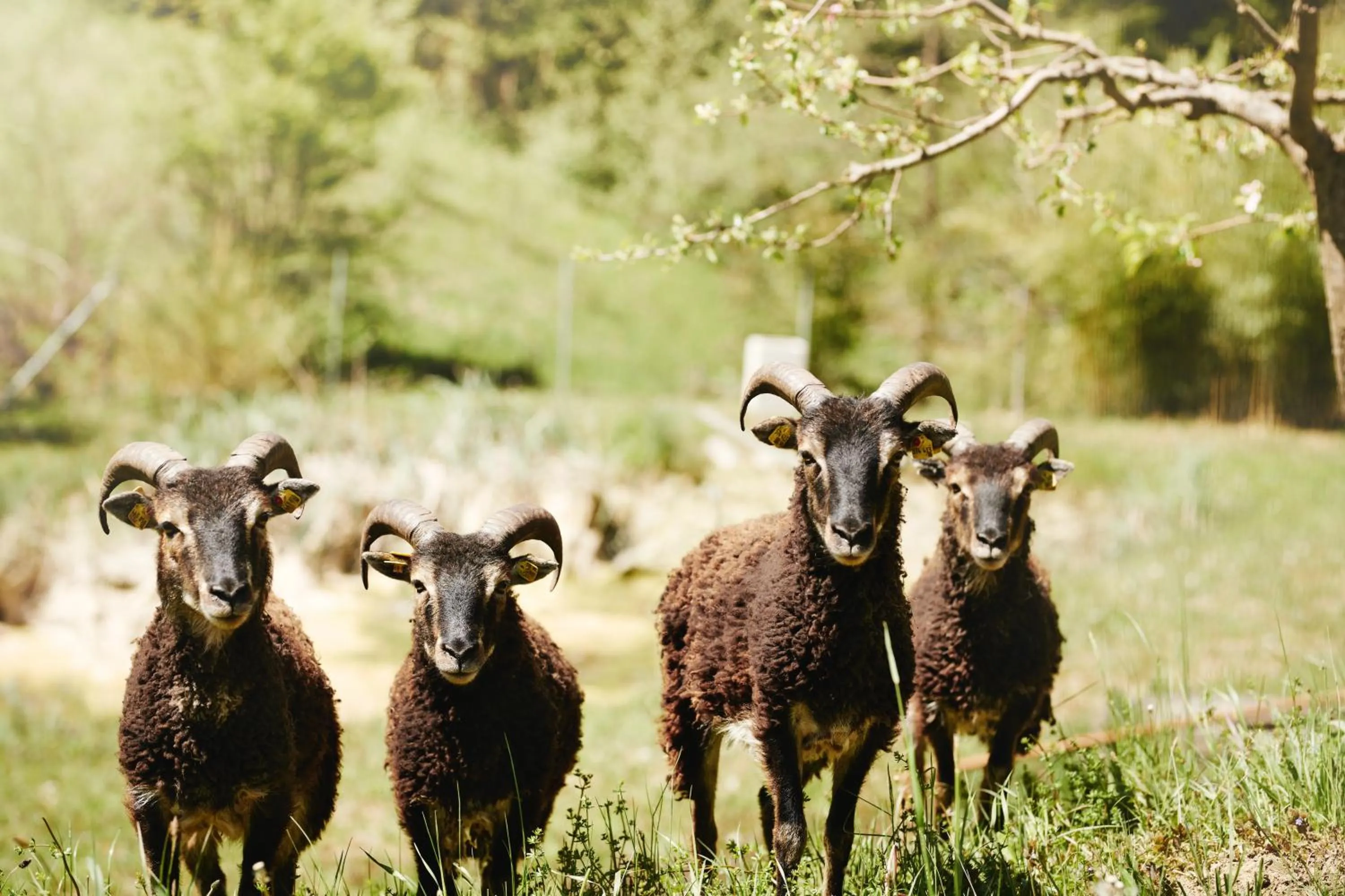 Animals in Landgut am Pößnitzberg