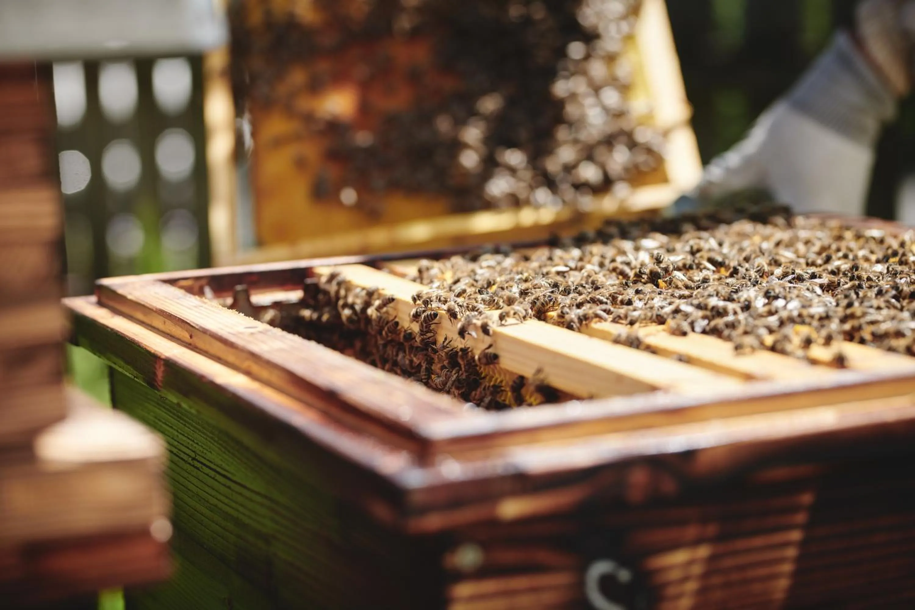 Animals in Landgut am Pößnitzberg