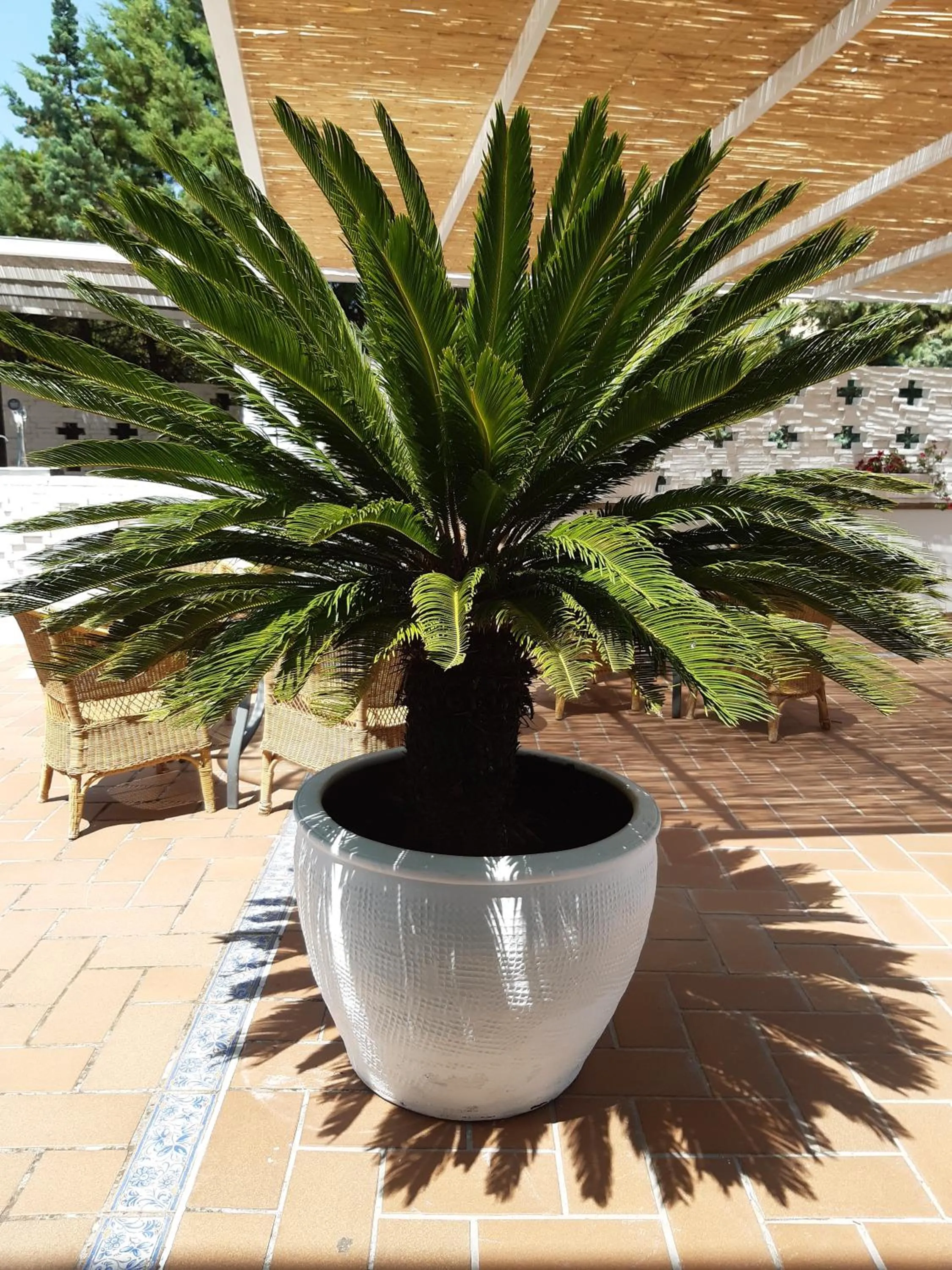 Garden in Hotel Marisma Sancti Petri