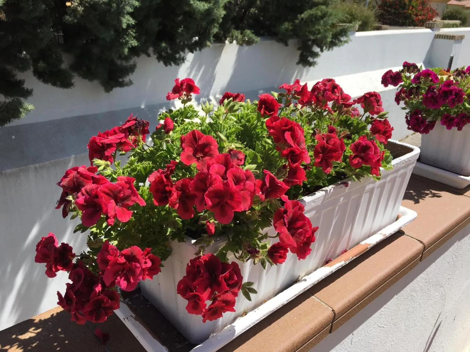 Balcony/Terrace in Hotel Marisma Sancti Petri