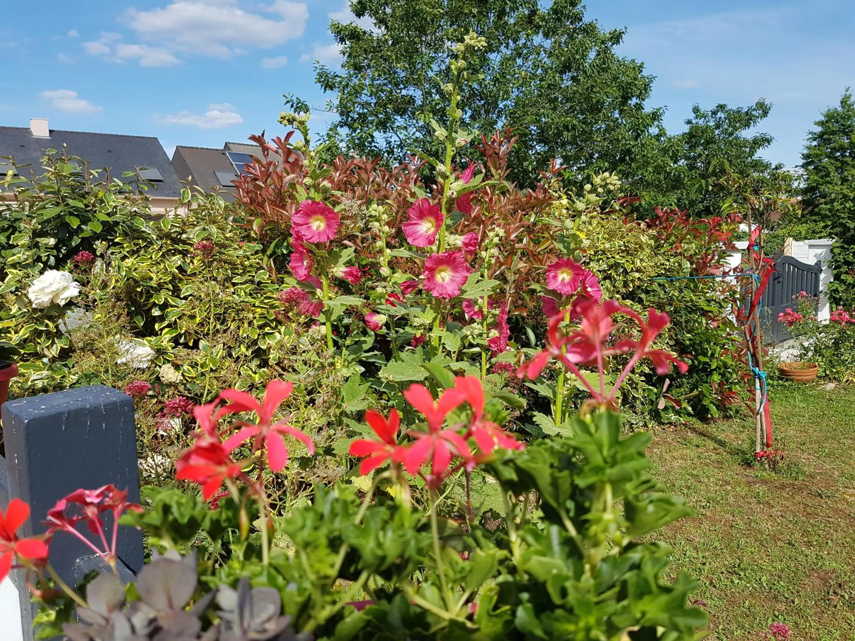 Garden view in La Trémière