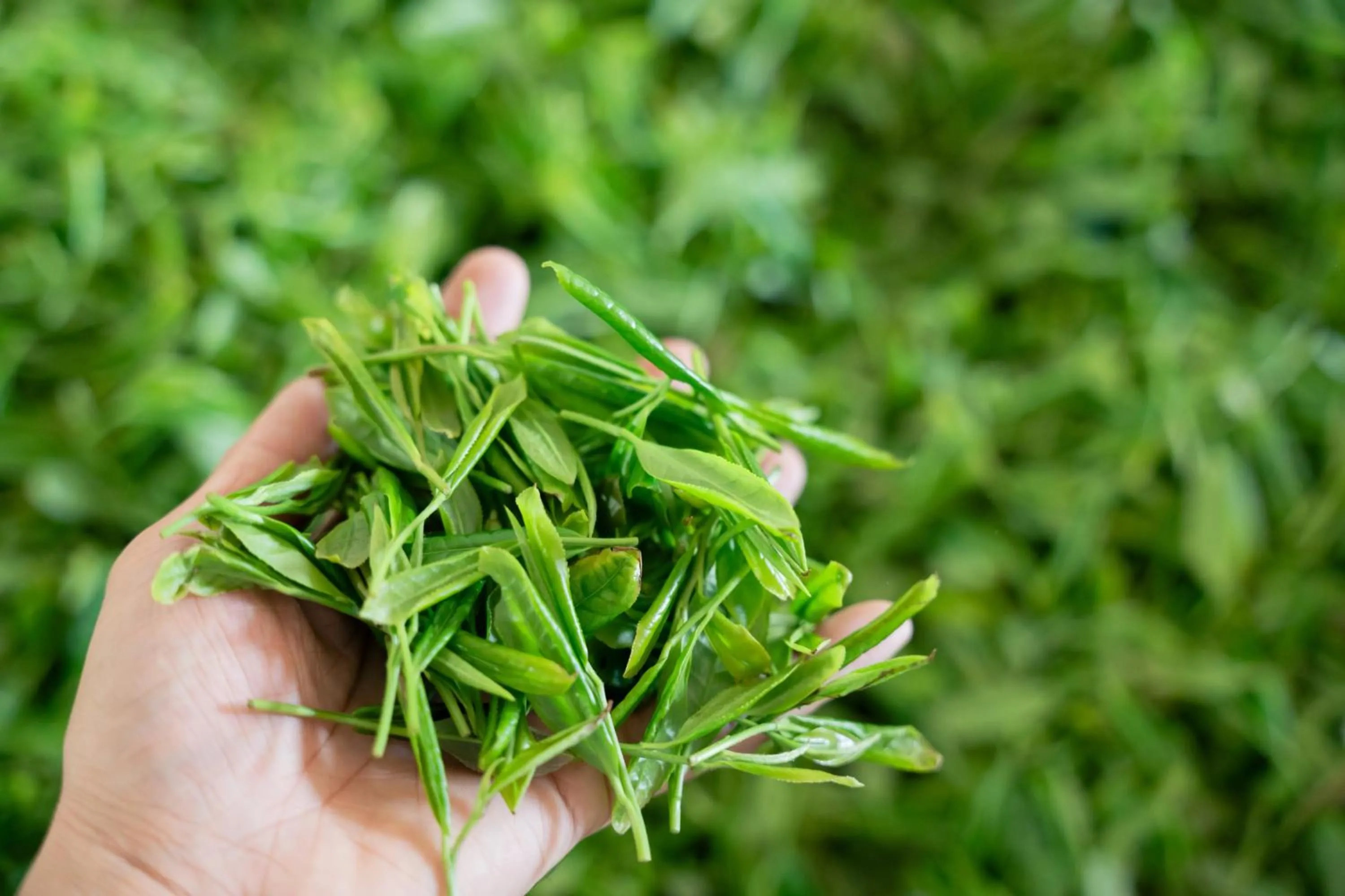 Other in AHN LAN Ninghai