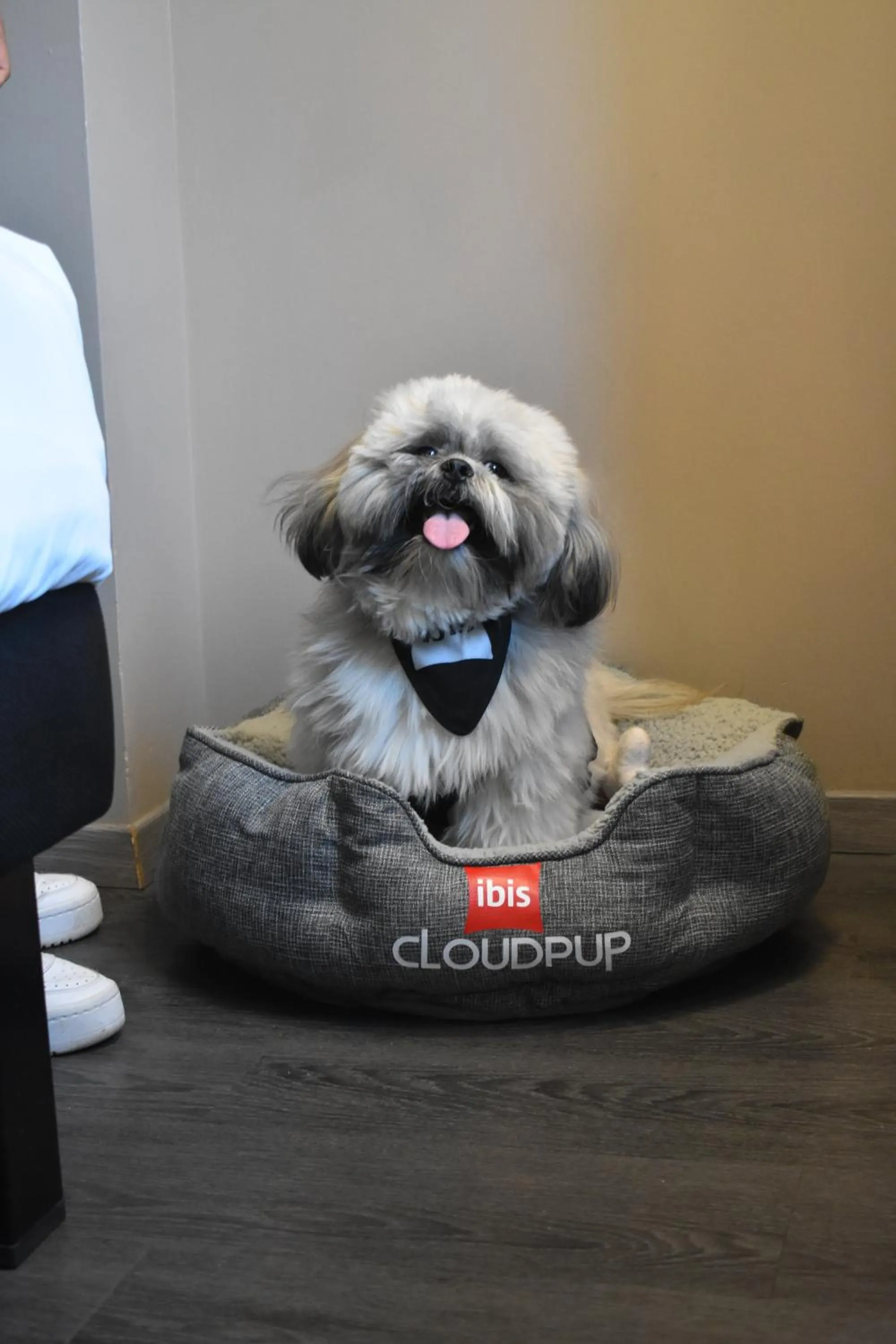 Pets in Ibis Torreon