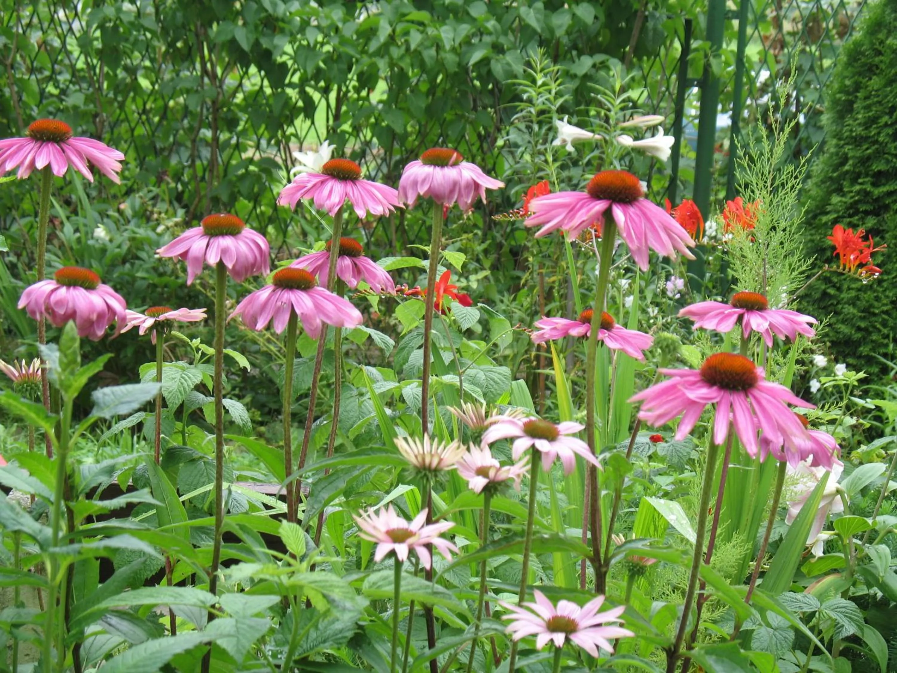 Garden in Willa Pod Aniołem - Pokoje Gościnne & Apartamenty z widokiem na góry