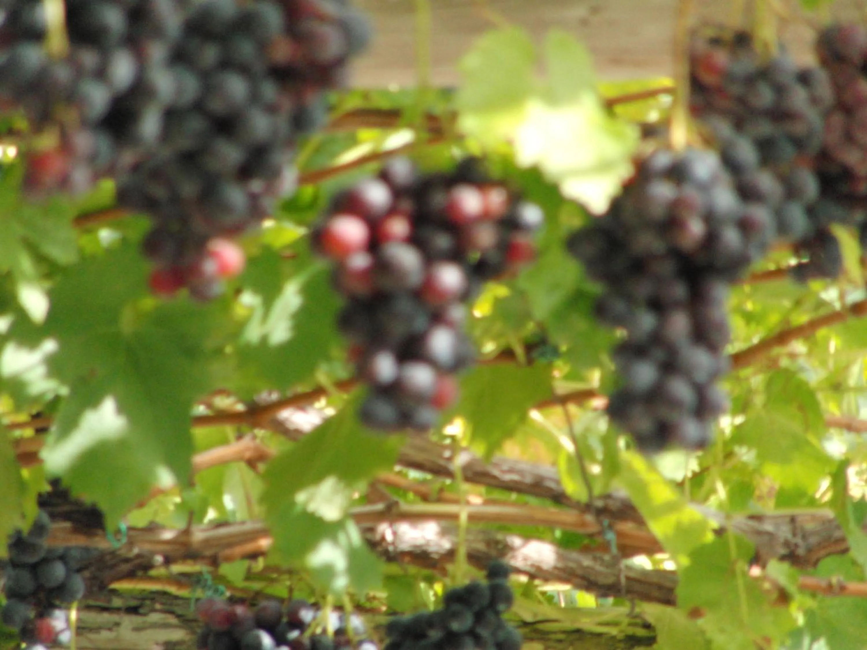 Area and facilities in Garni An der Leit