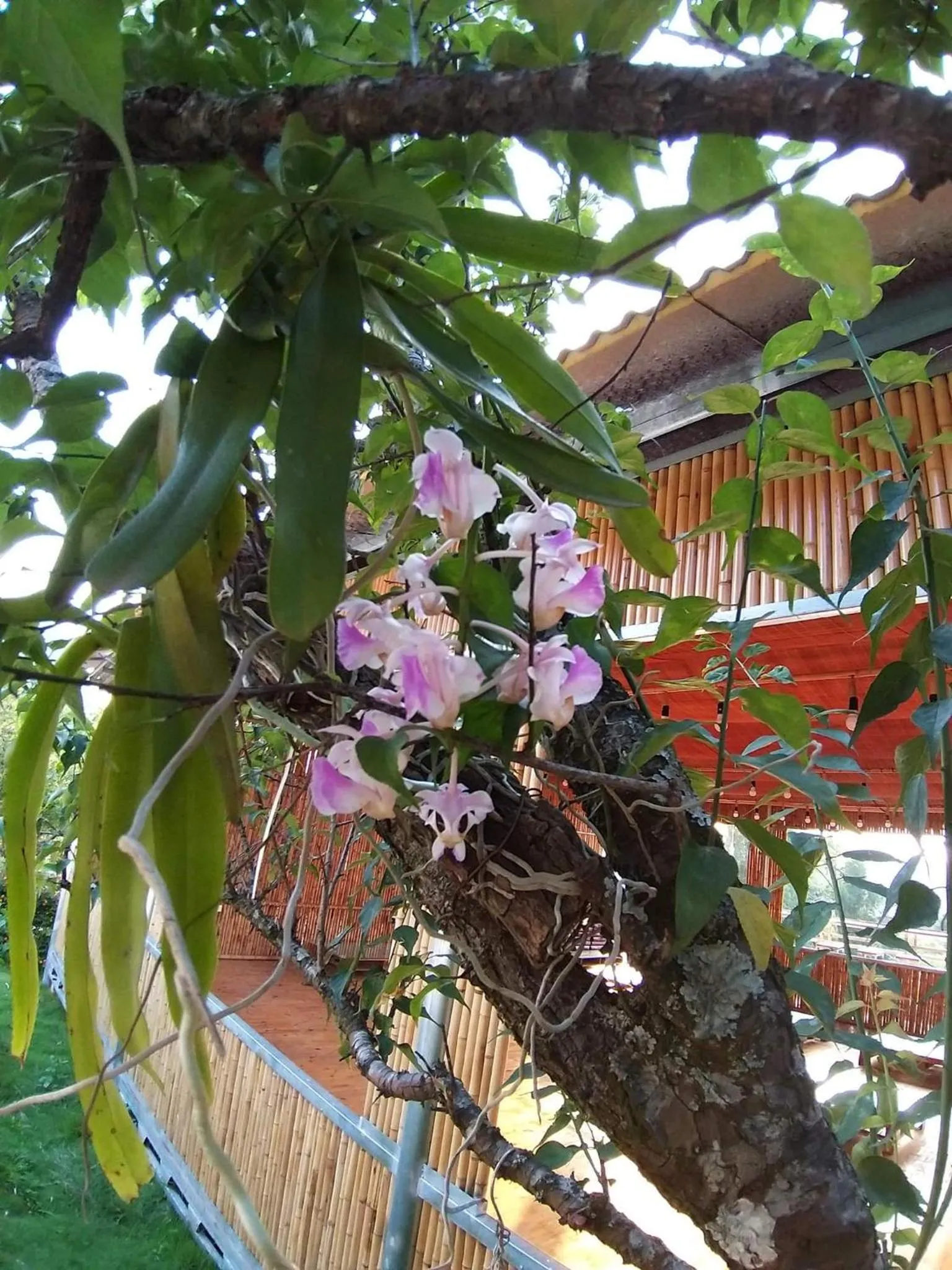 Eco House Mộc Châu