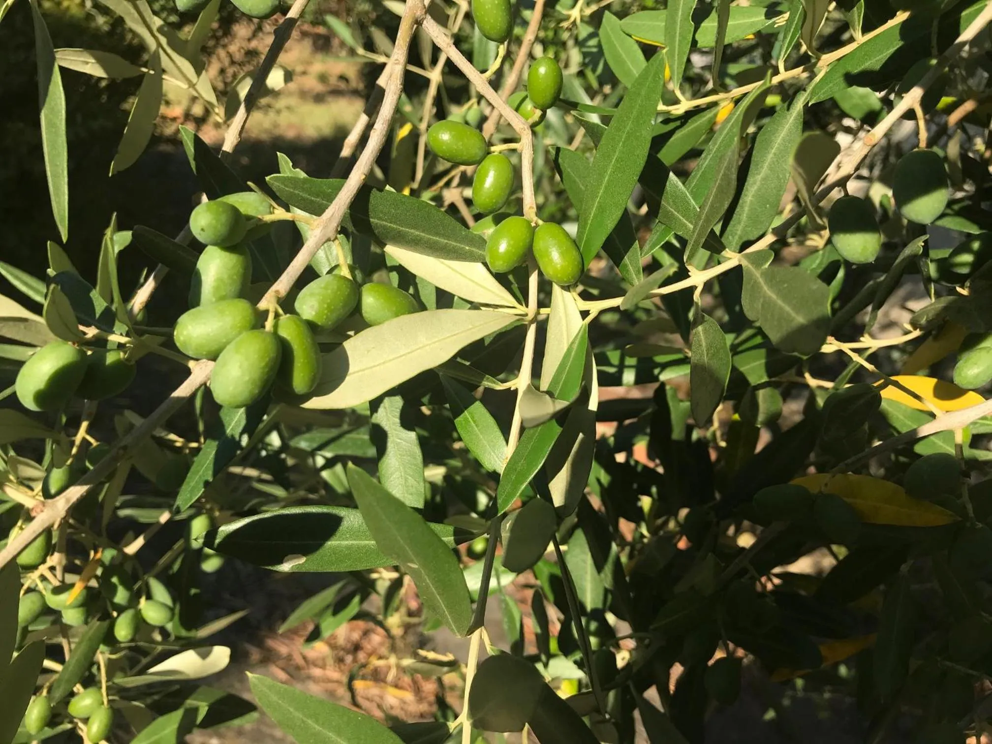 Activities in il Podere La Casina