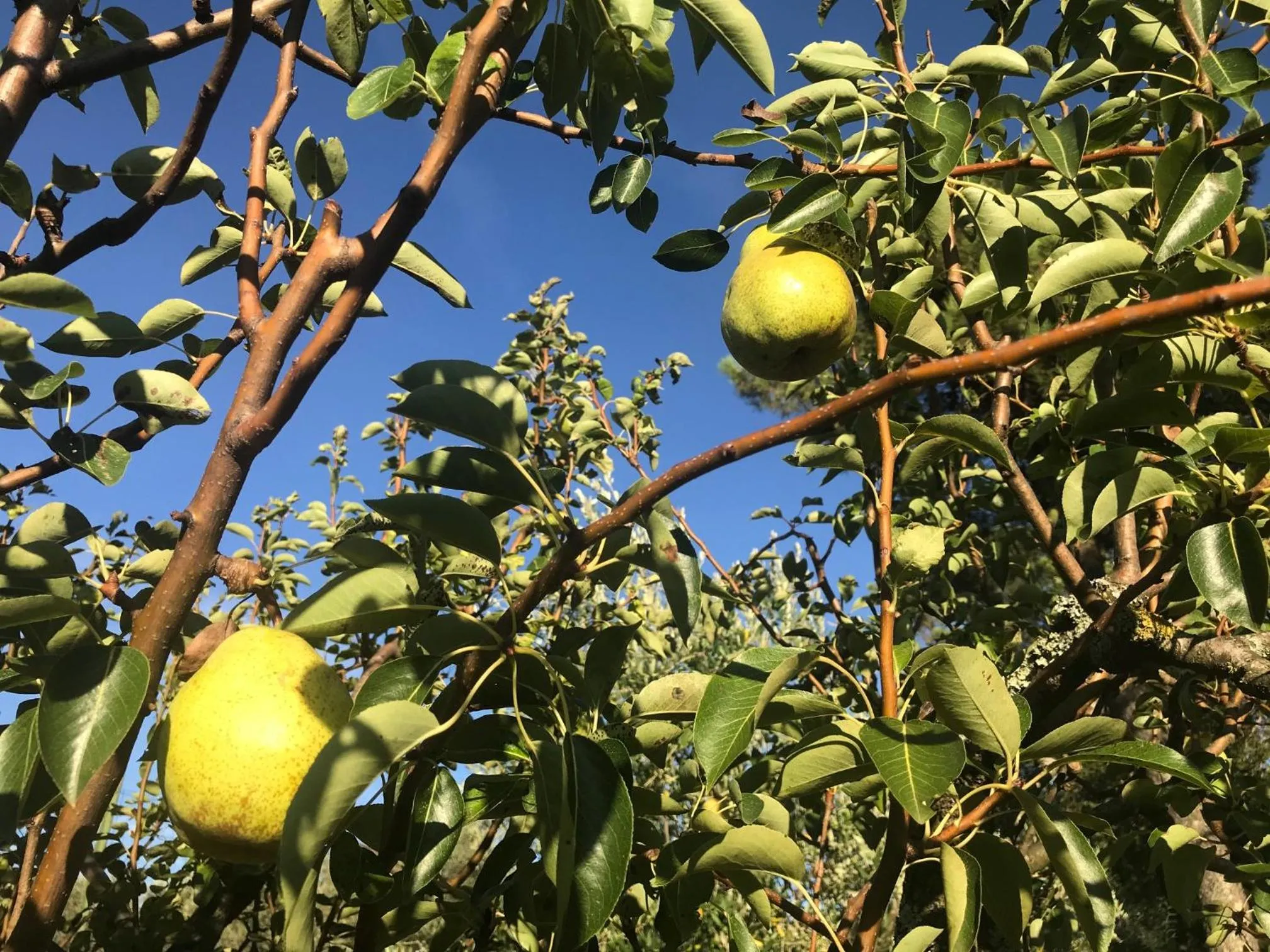 Autumn in il Podere La Casina