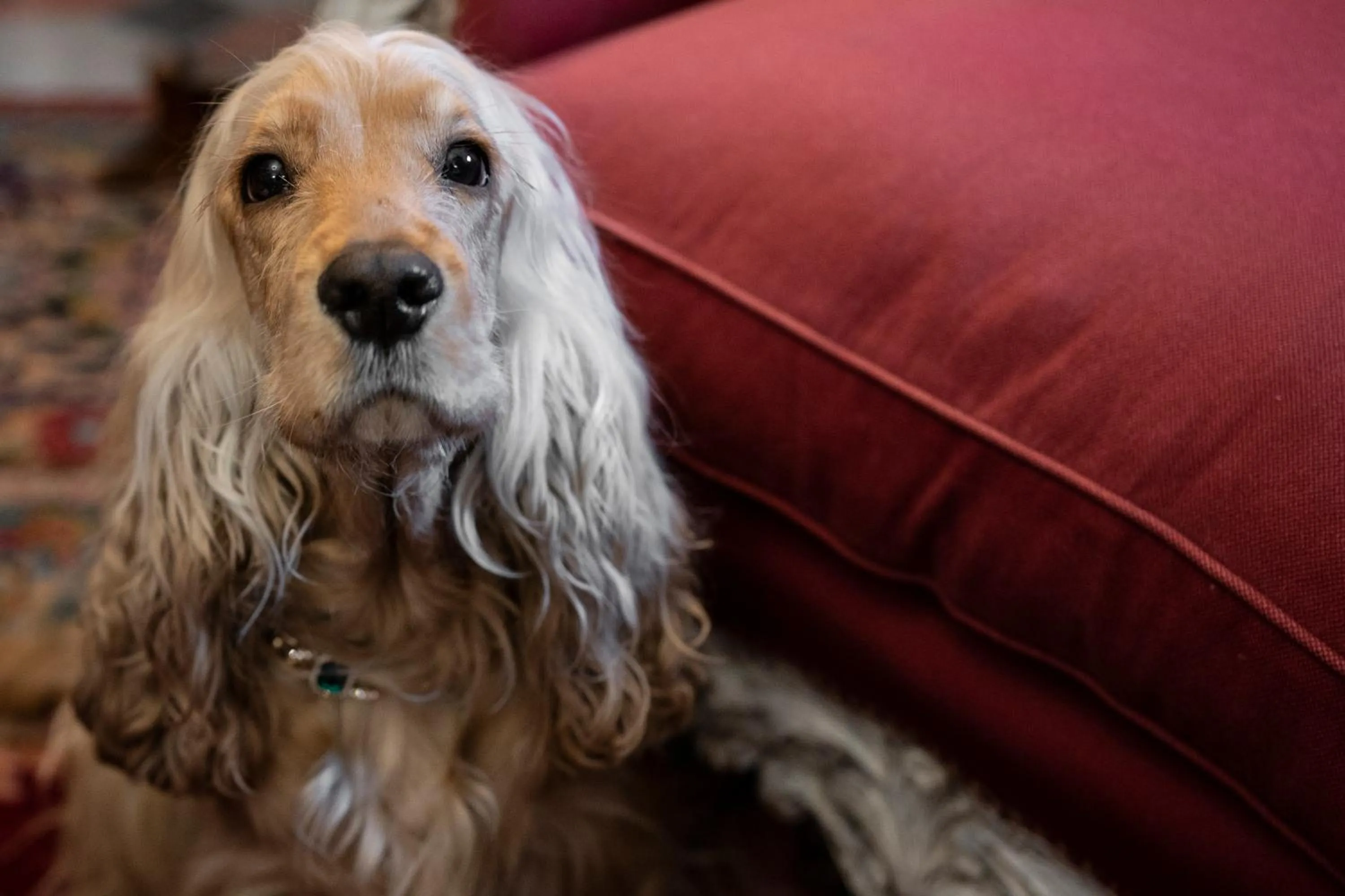 Staff in Le Terrazze Del Chianti b&b Residenza d'Epoca e di Charme