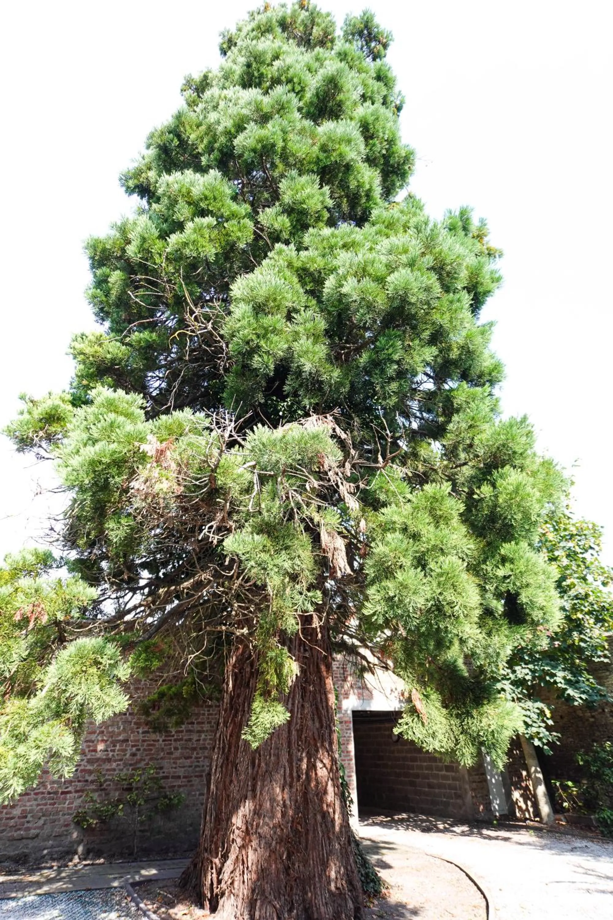 Garden in Hôtel - Restaurant Au Tonnelier