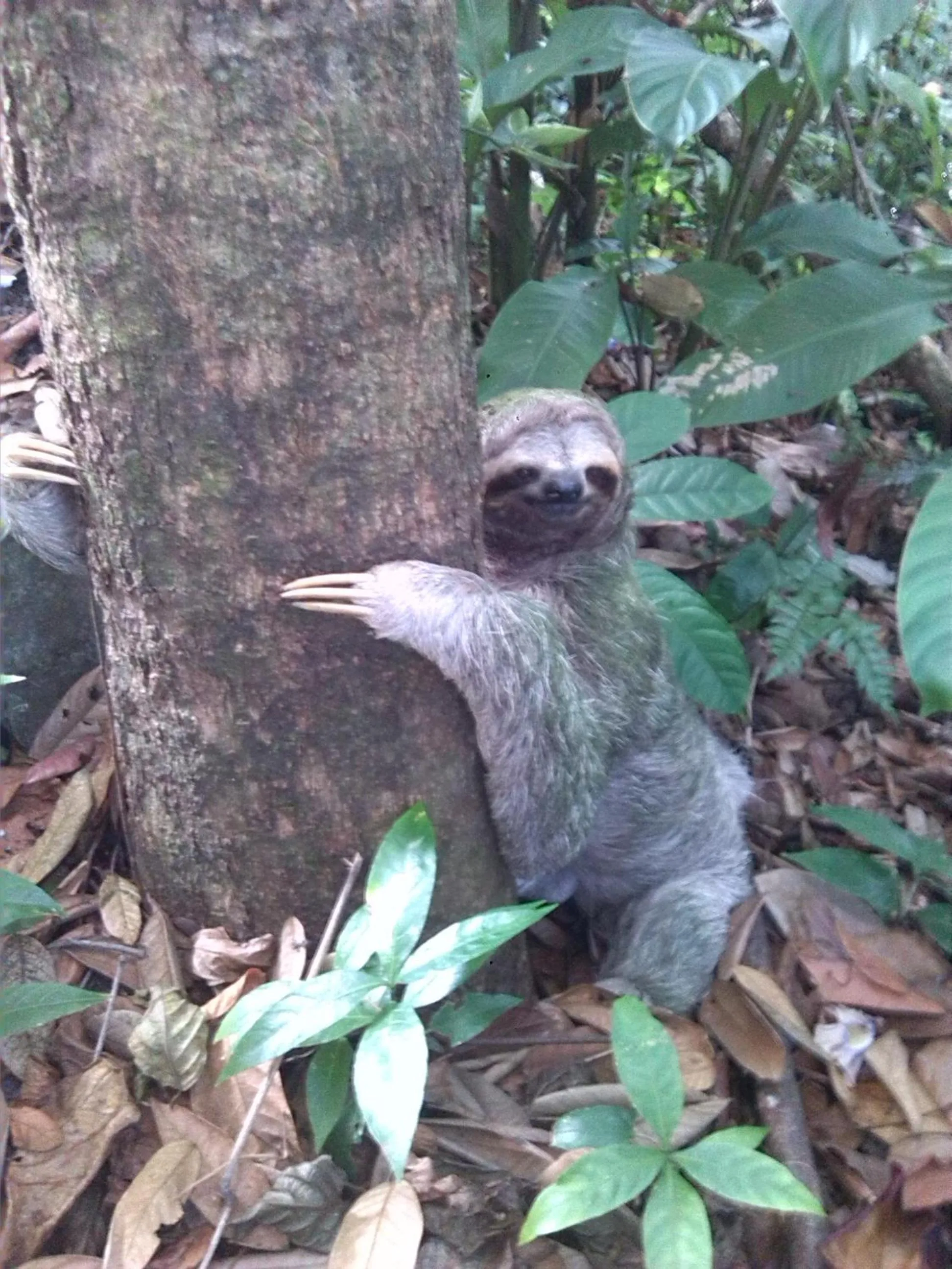 Animals in Hotel La Colina