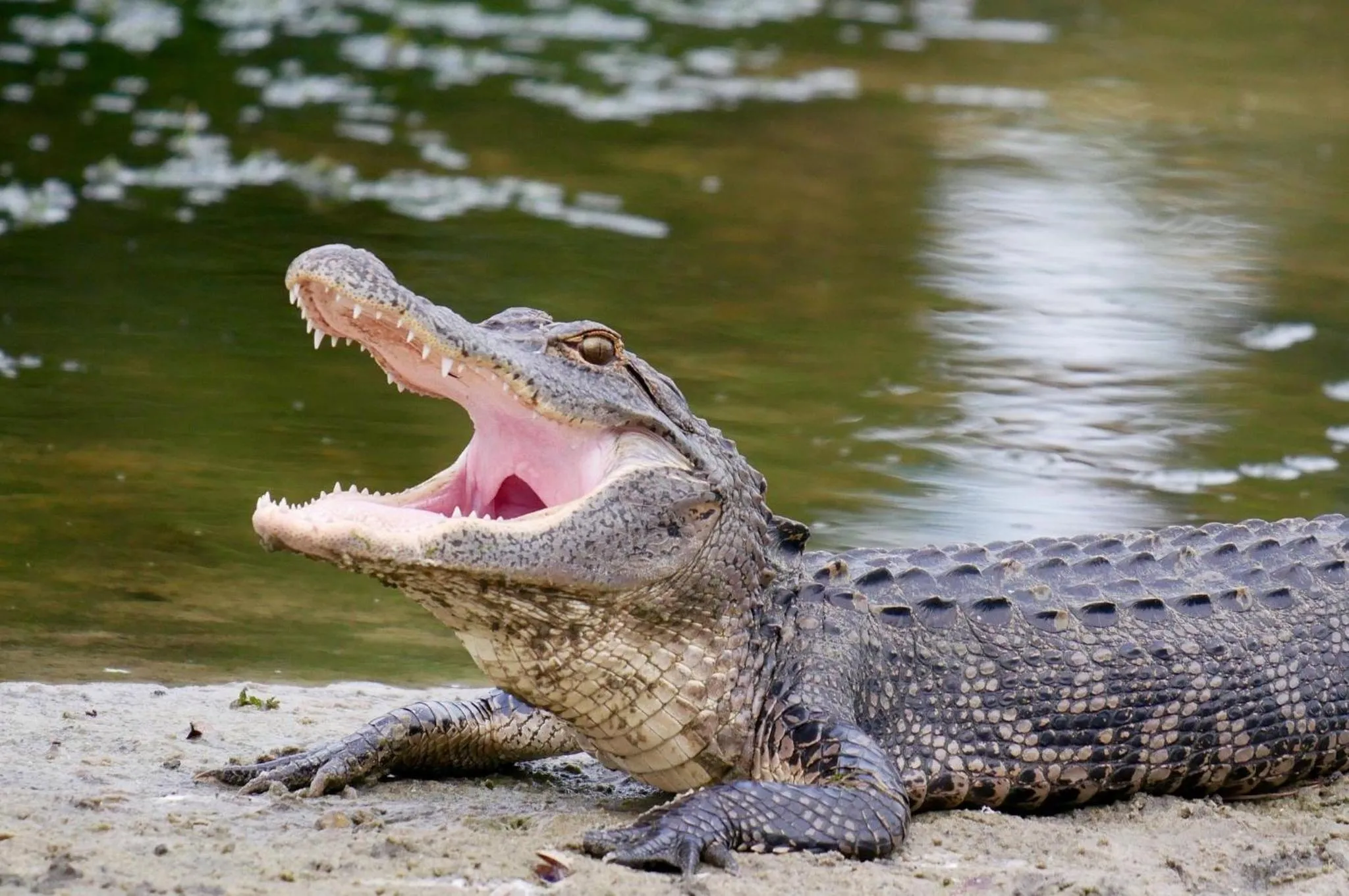 Nearby landmark in Holiday Inn & Suites Orlando - I-Drive - Theme Parks by IHG