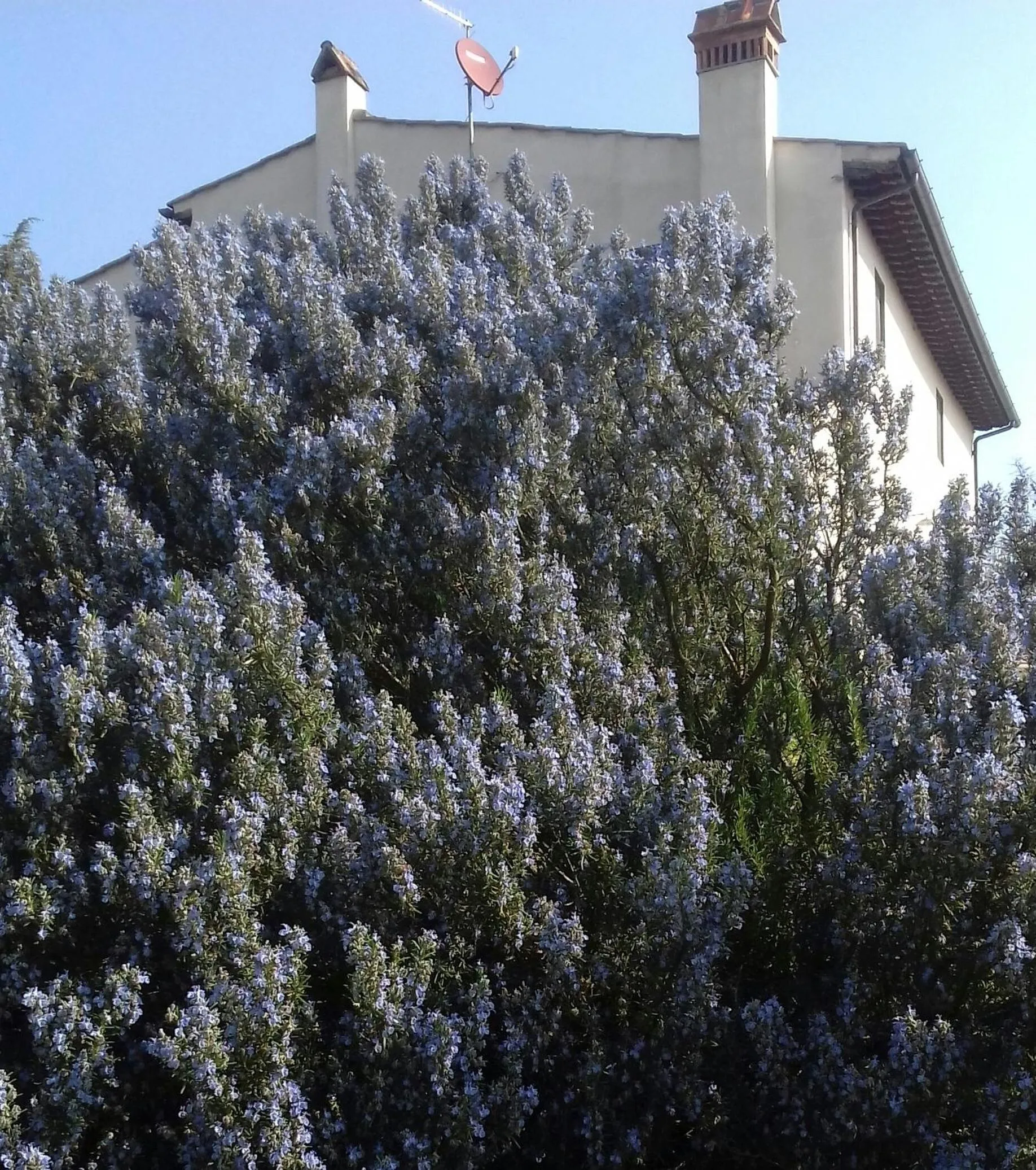 Spring in podere Sanlorenzo
