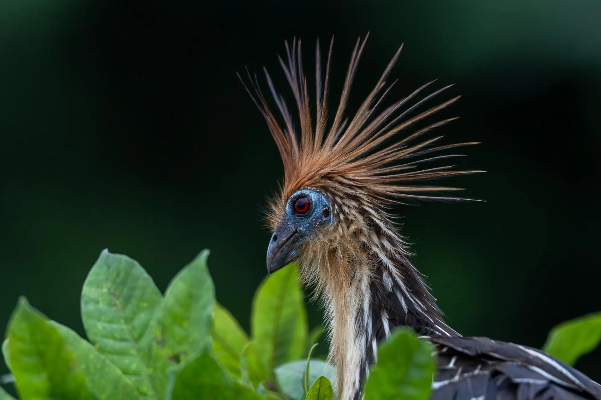 Text overlay in Enai