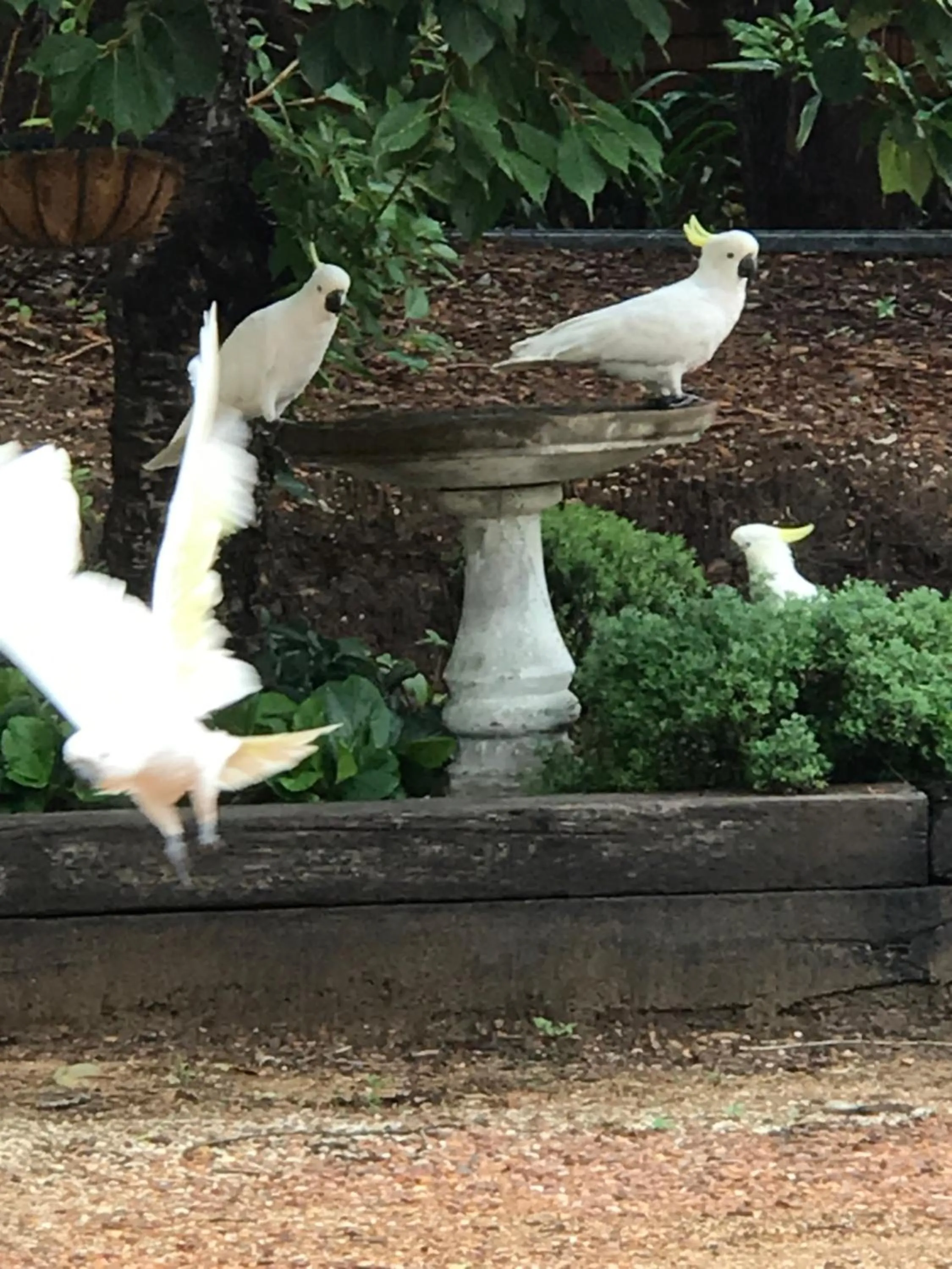 Animals in Kurrara Historic Guest House