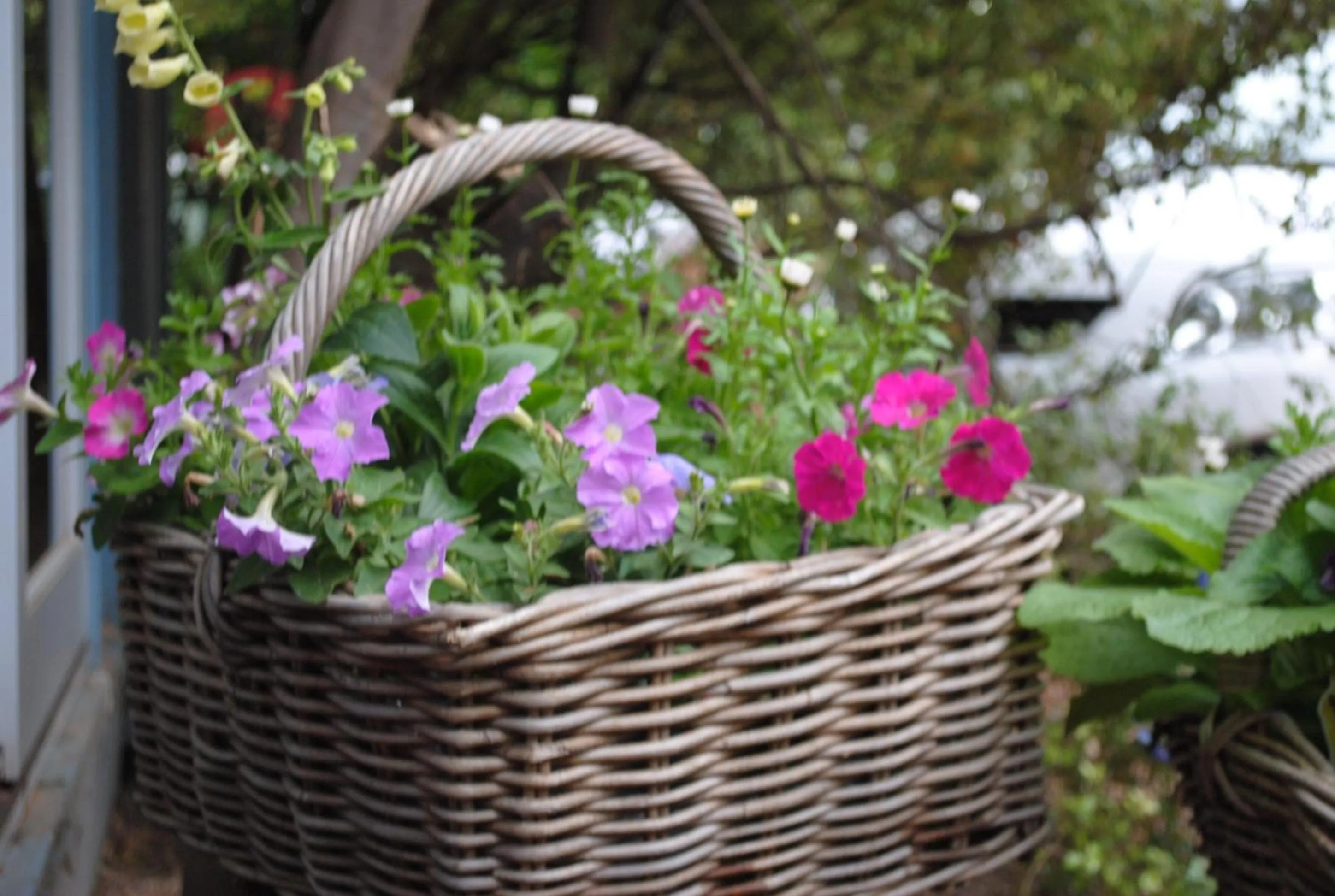 Garden in Kurrara Historic Guest House