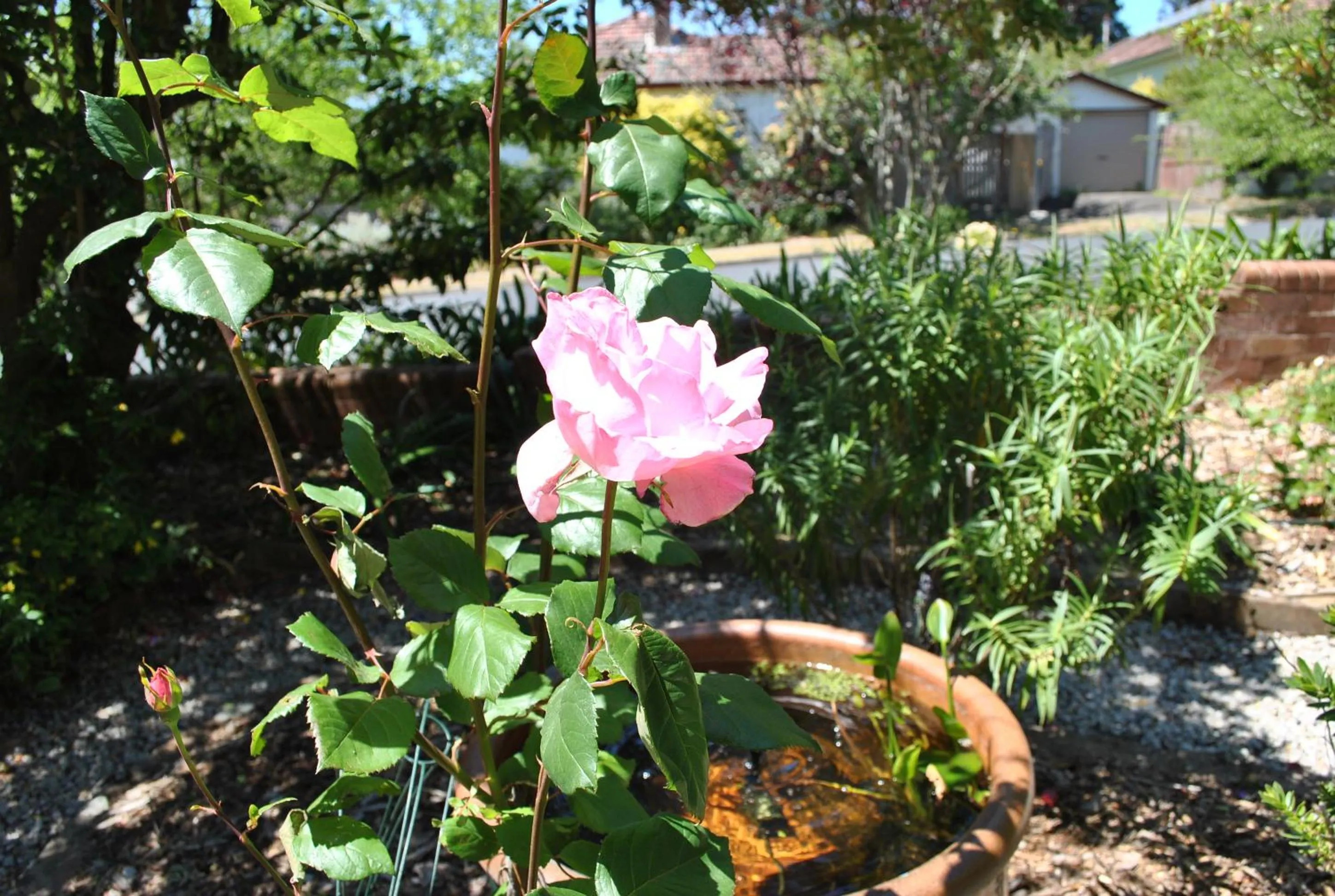 Garden in Kurrara Historic Guest House