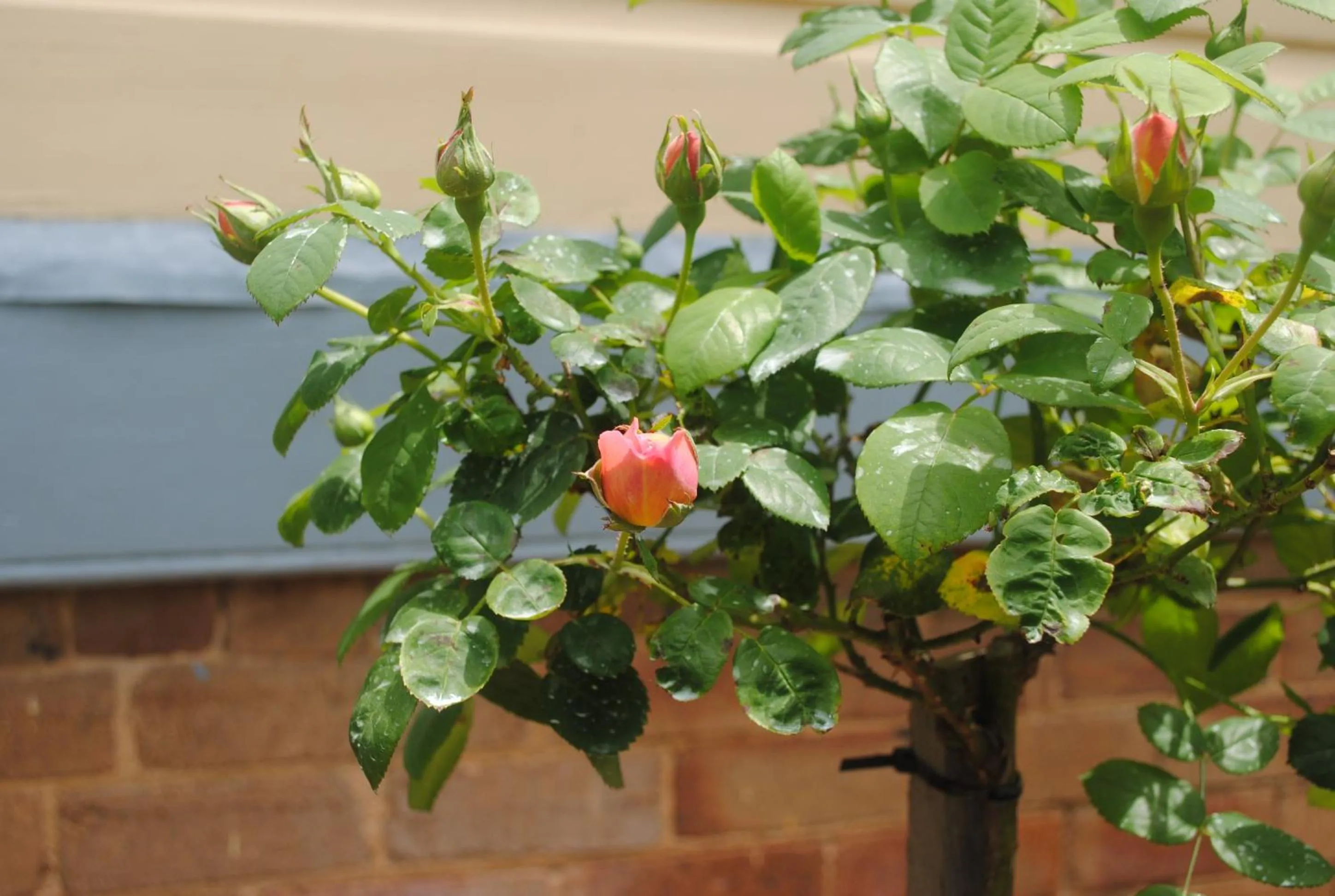 Garden in Kurrara Historic Guest House
