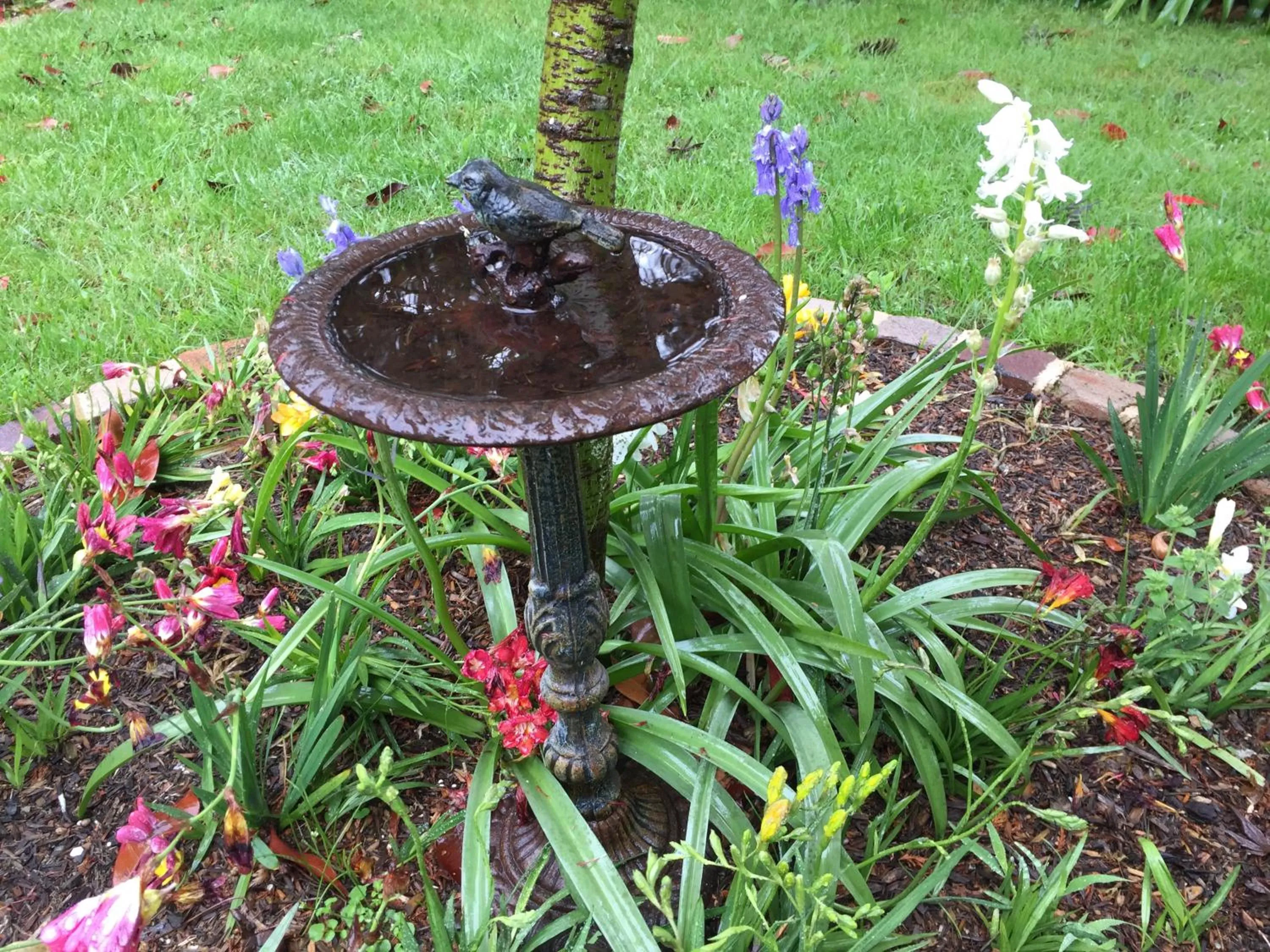 Garden in Kurrara Historic Guest House