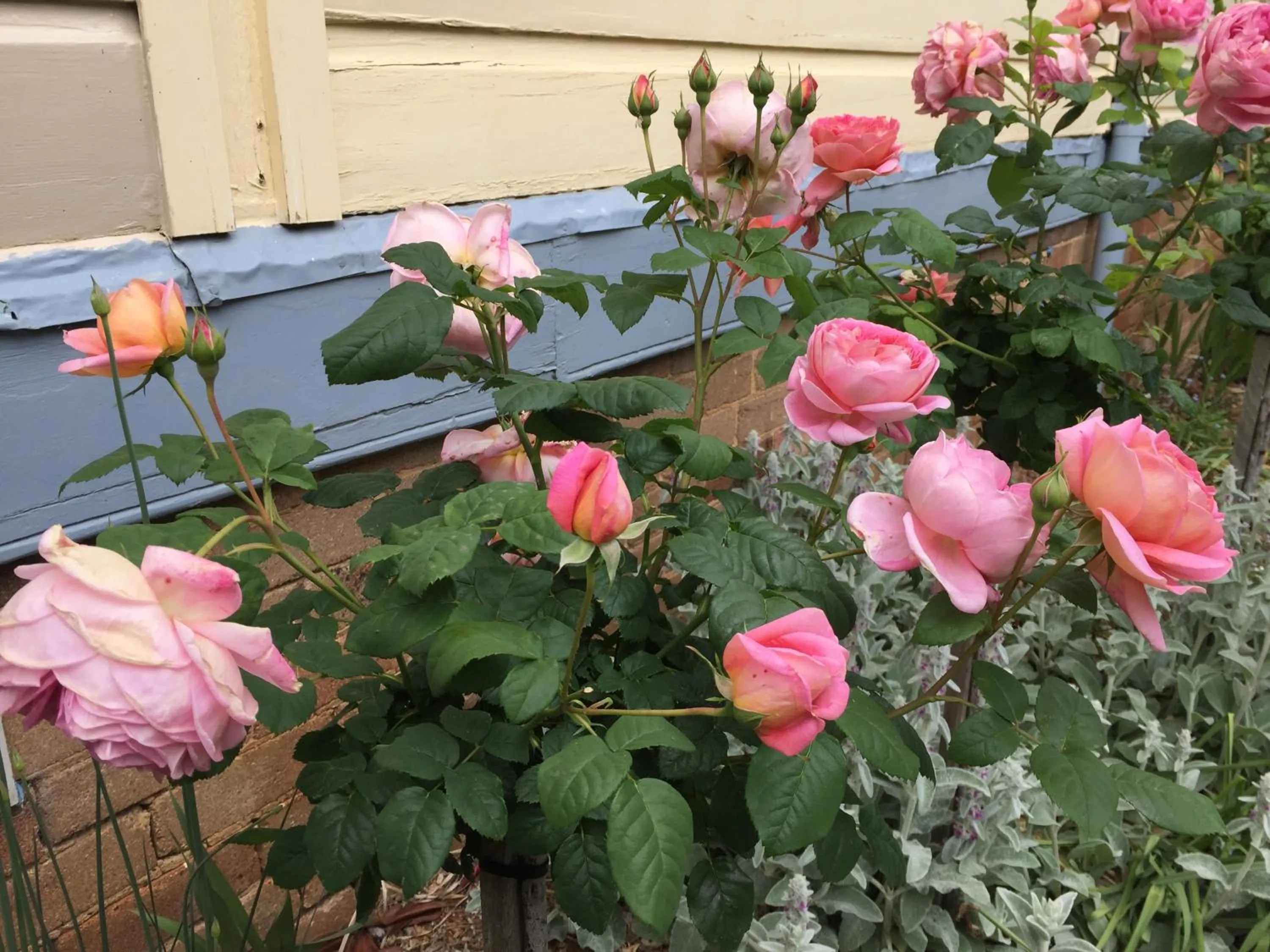 Garden in Kurrara Historic Guest House