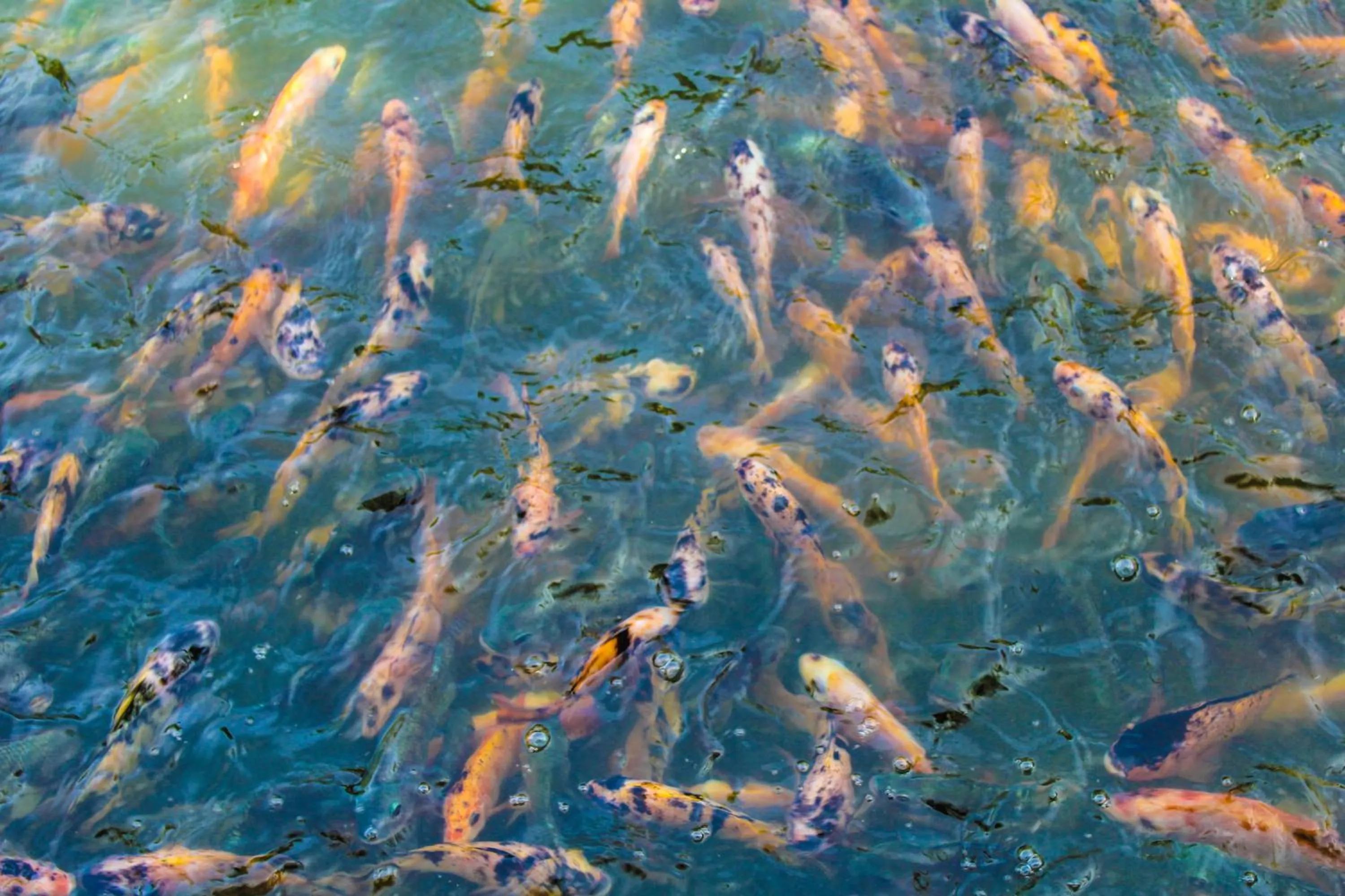 Cottages @ Hill Resort