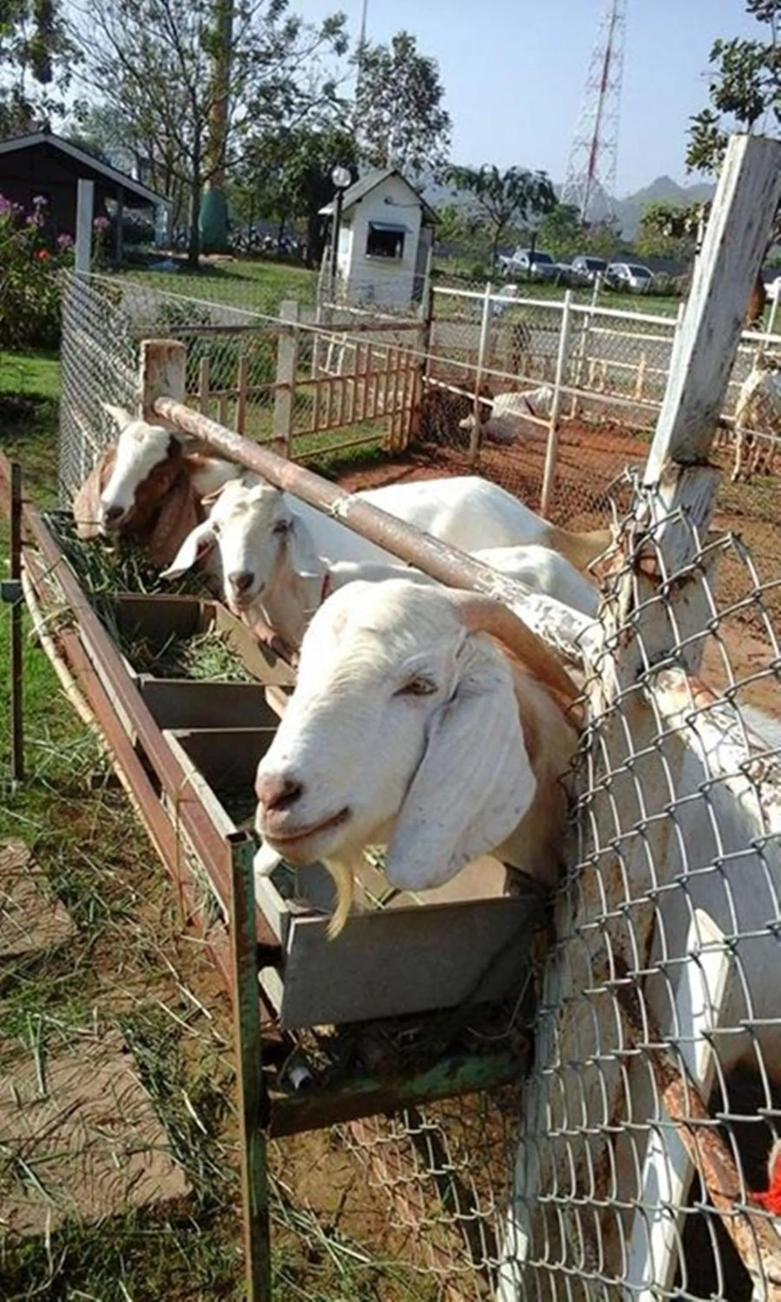 Day in Cottages @ Hill Resort