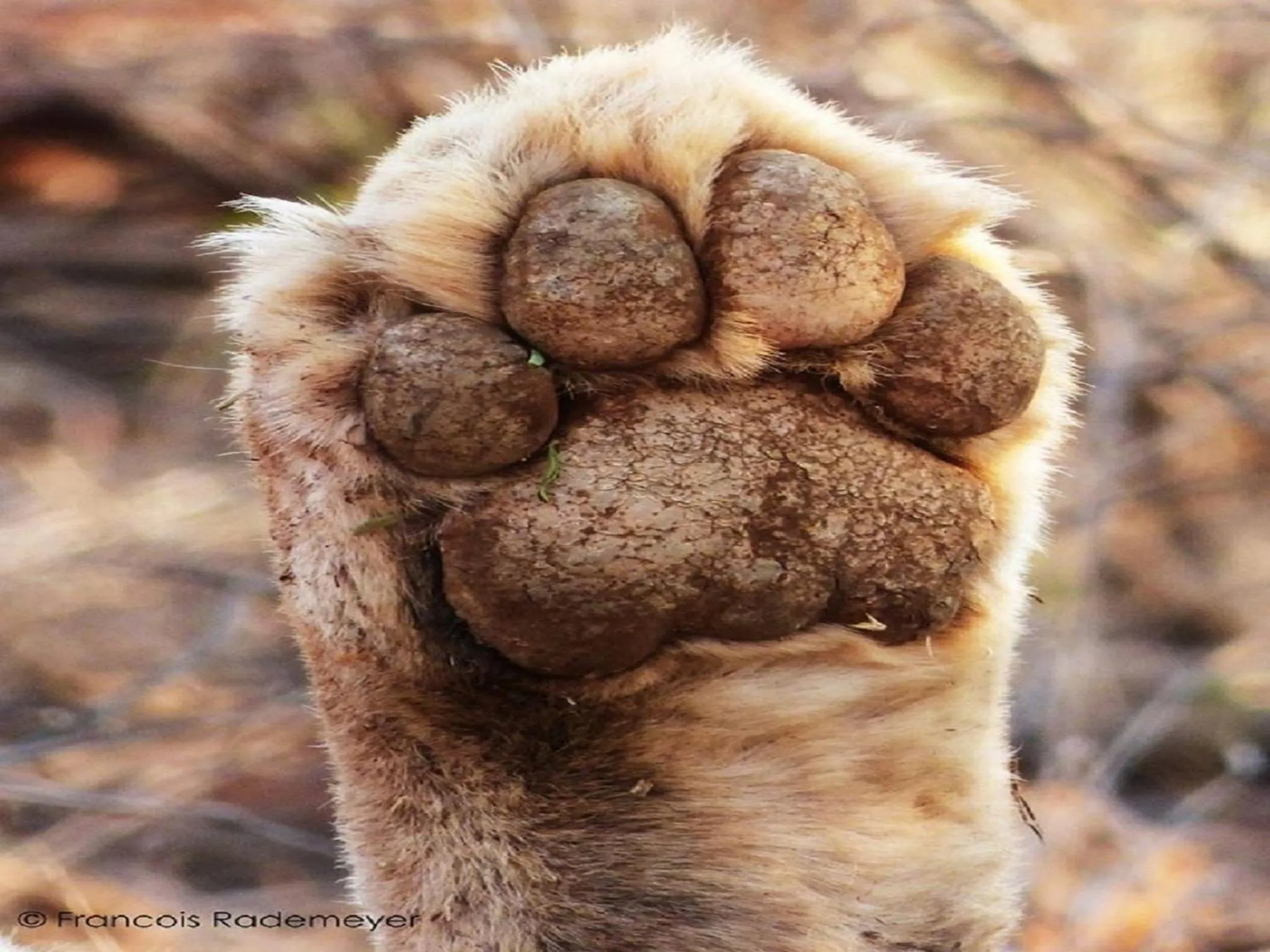 Animals in Madikwe Hills Private Game Lodge