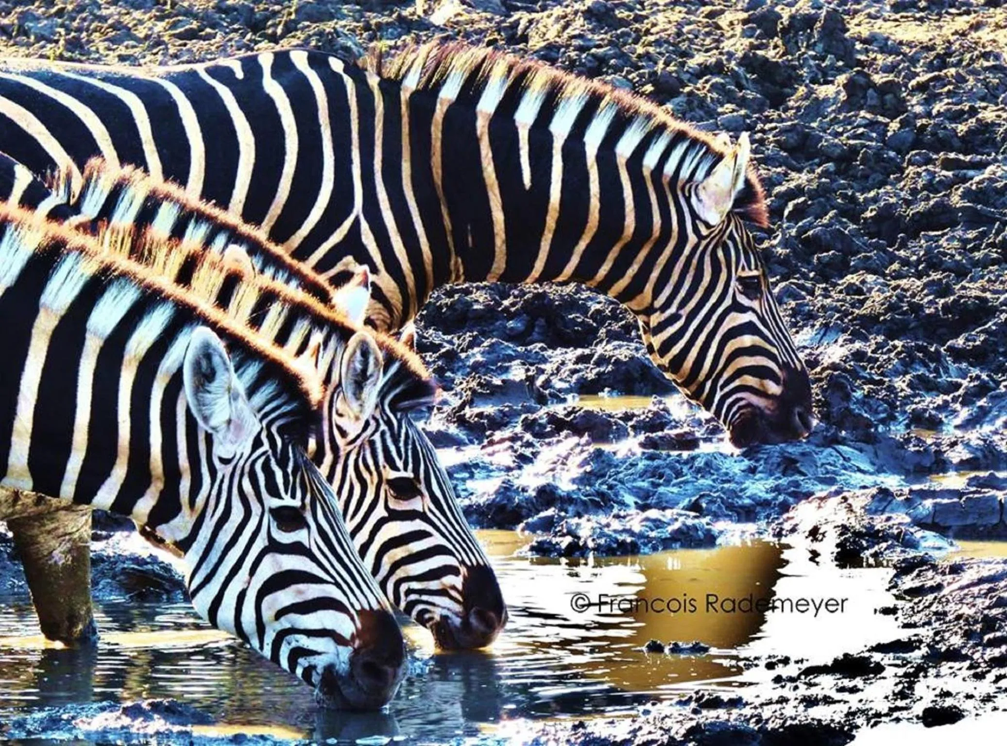 Animals in Madikwe Hills Private Game Lodge