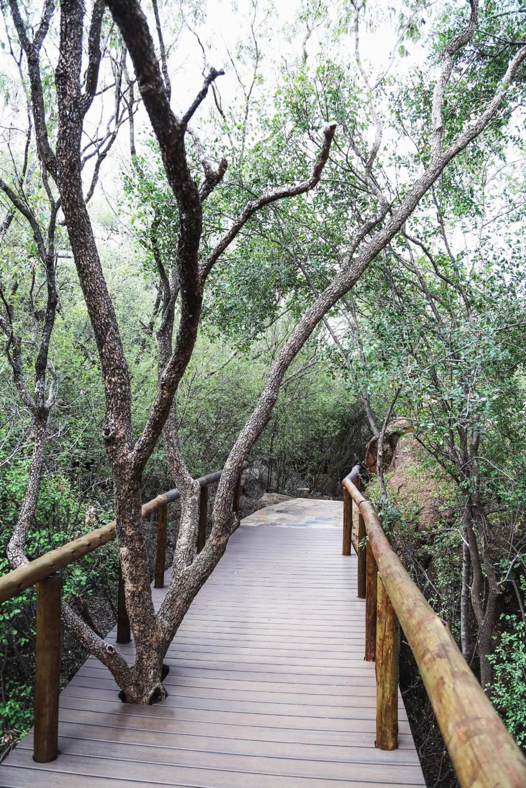 Madikwe Hills Private Game Lodge