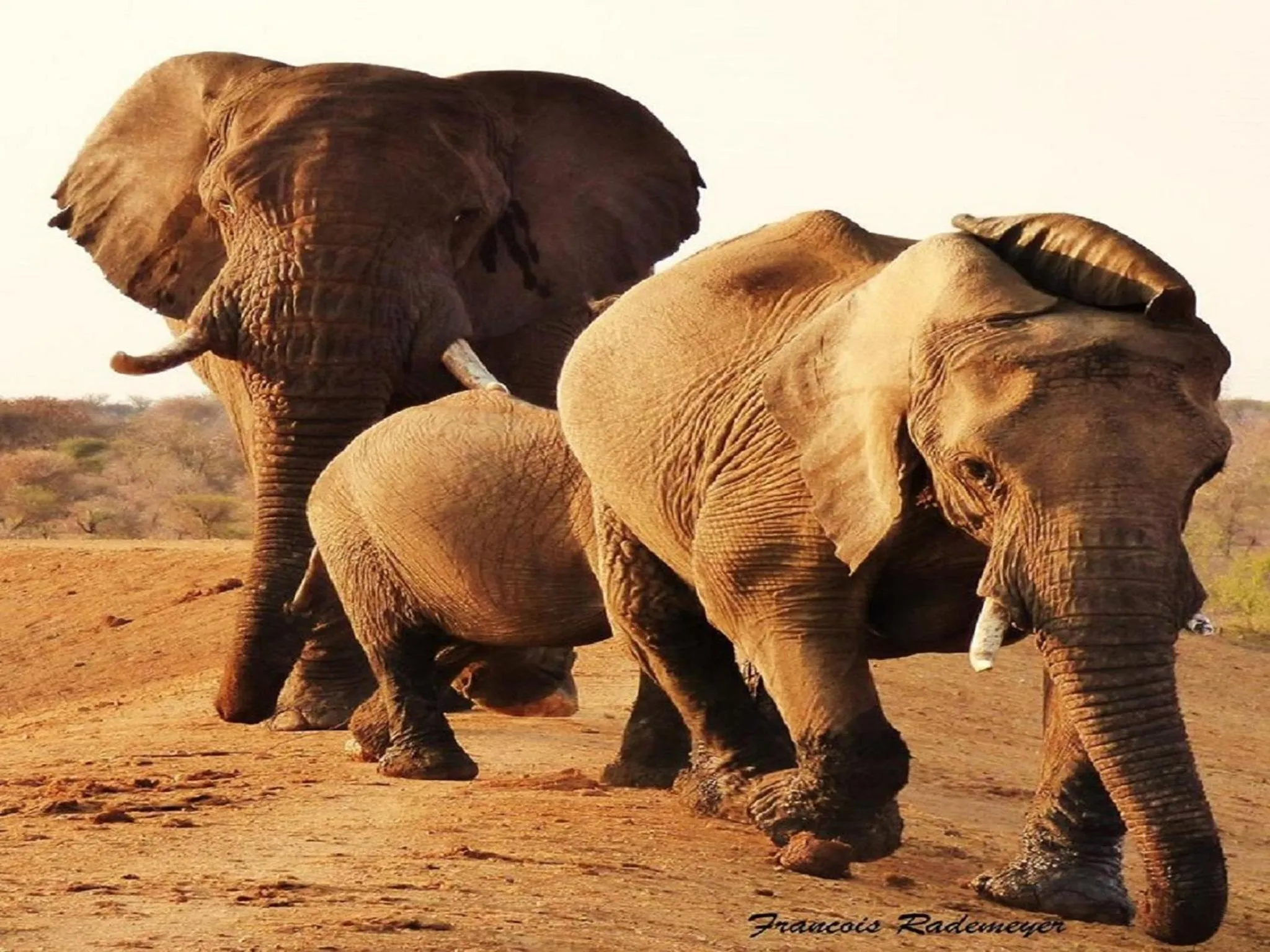 Animals in Madikwe Hills Private Game Lodge