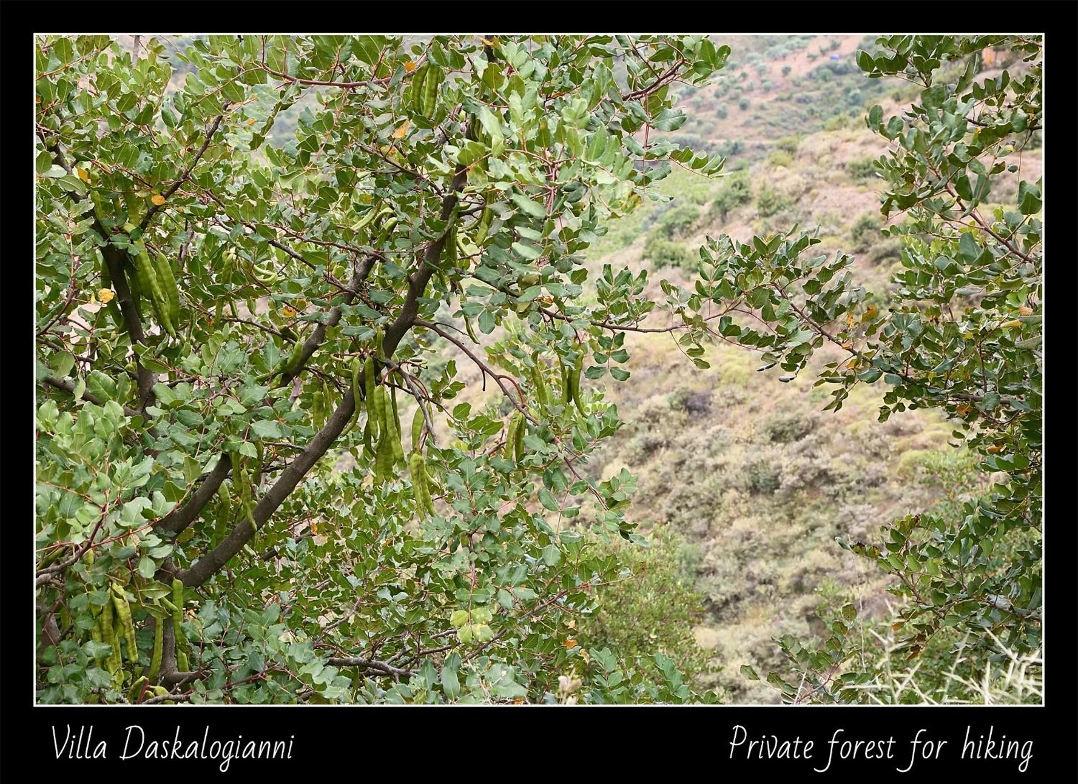Natural landscape in Villa Daskalogianni