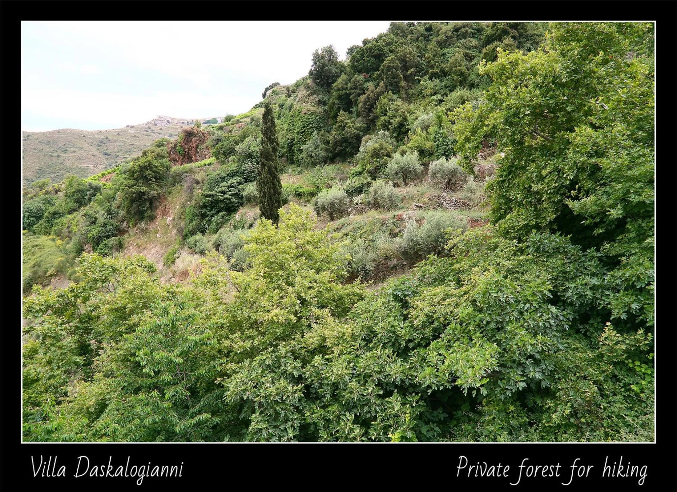 Natural landscape in Villa Daskalogianni