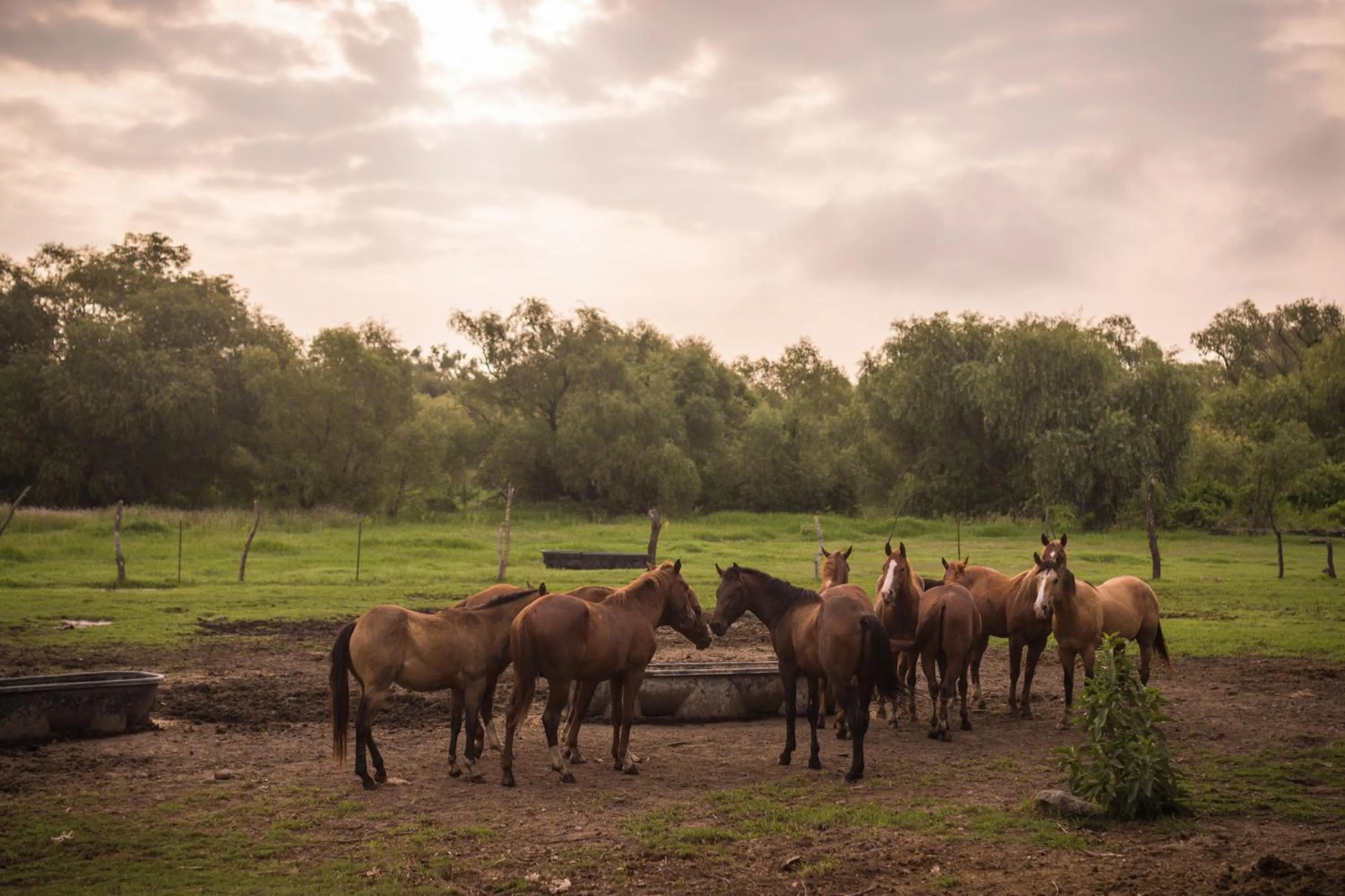 Spring in Hacienda Labor de Rivera Hotel Boutique & Eventos