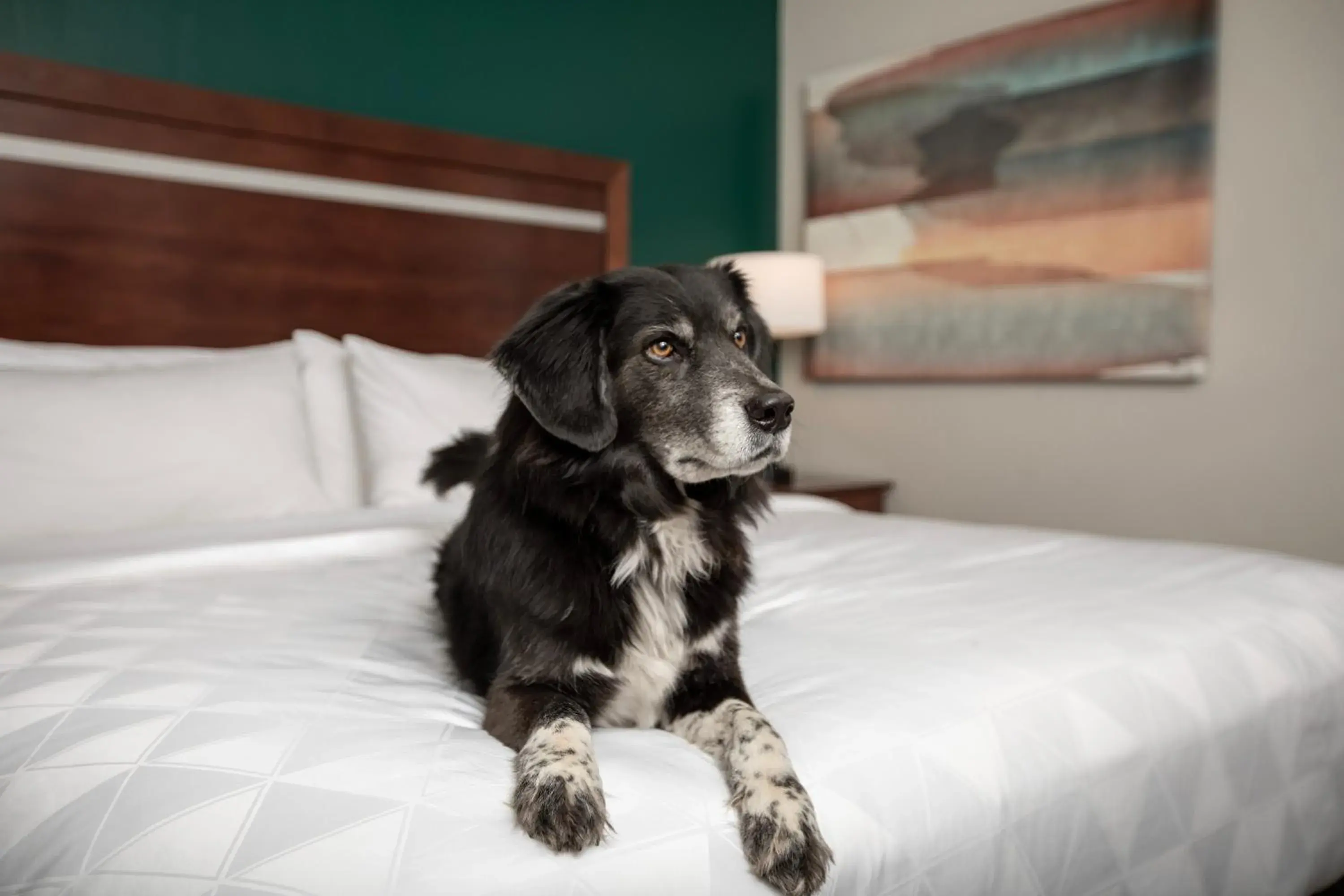 Pets, Bed in Holiday Inn & Suites Durango Downtown by IHG Pets, Bed in Holiday Inn & Suites Durango Downtown by IHG