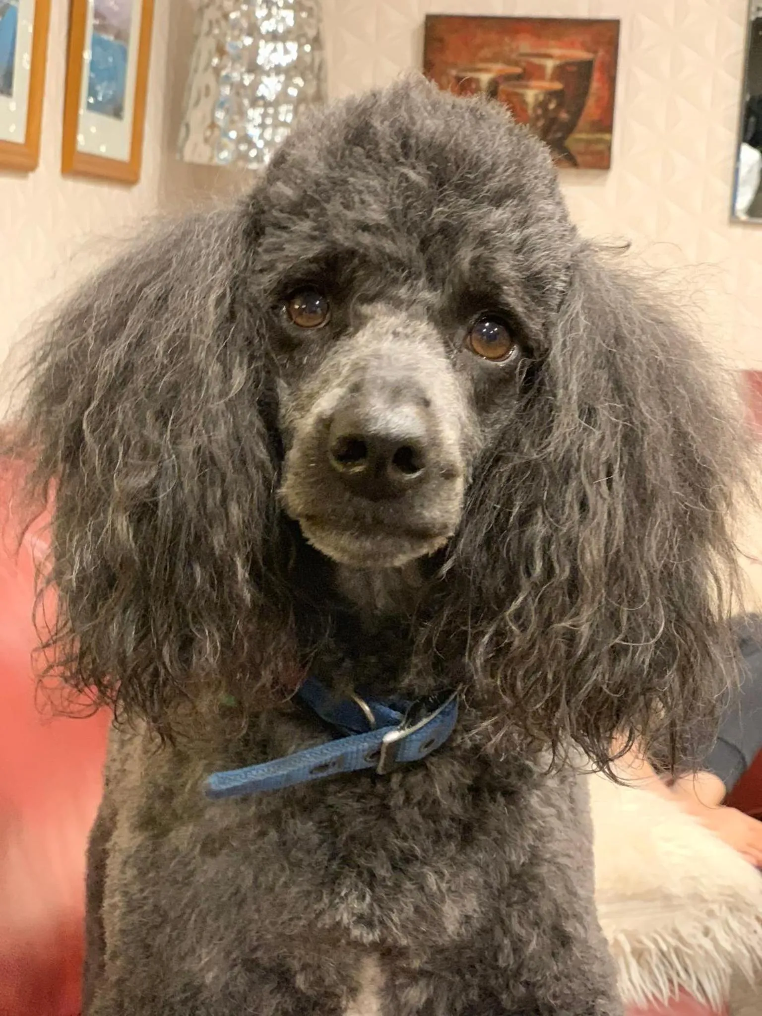 Pets in Brook House B&B & Cottages